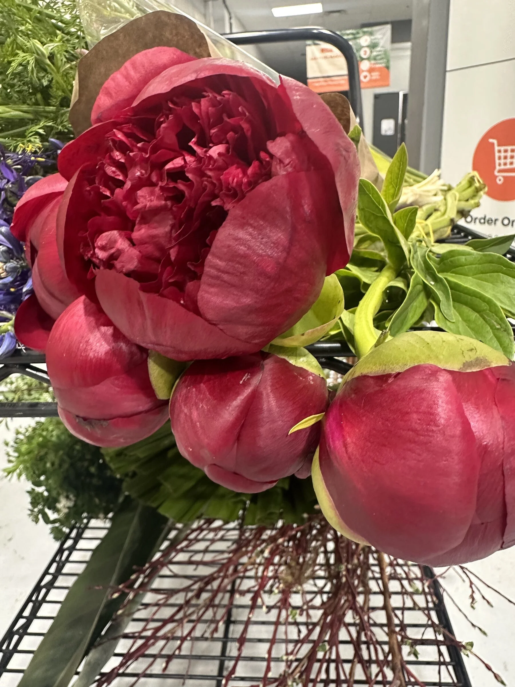 Deep red peony close-up, Botanical Studio by Kelly Eileen
