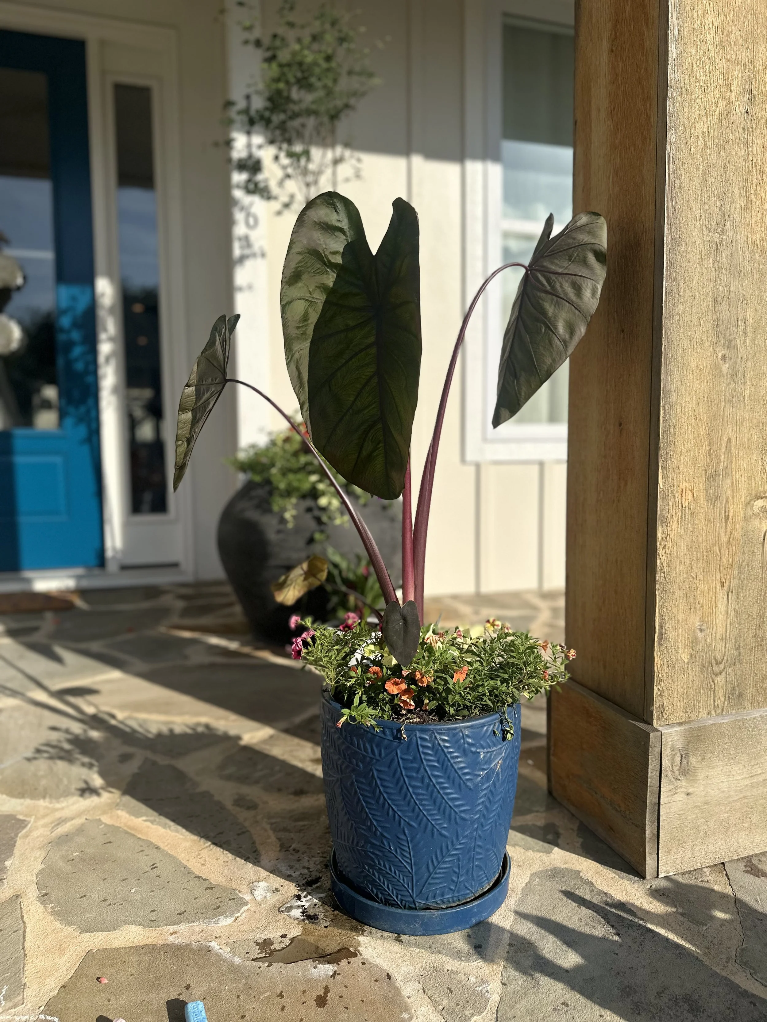 black-elephant-ear-blue-textured-planter-front-porch-apex-florist.jpg