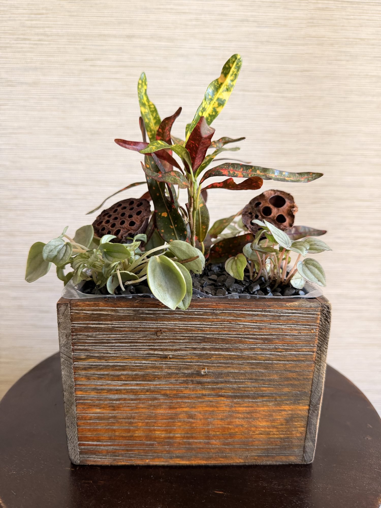 Wood Planter Croton & Peperomia Living Centerpiece
