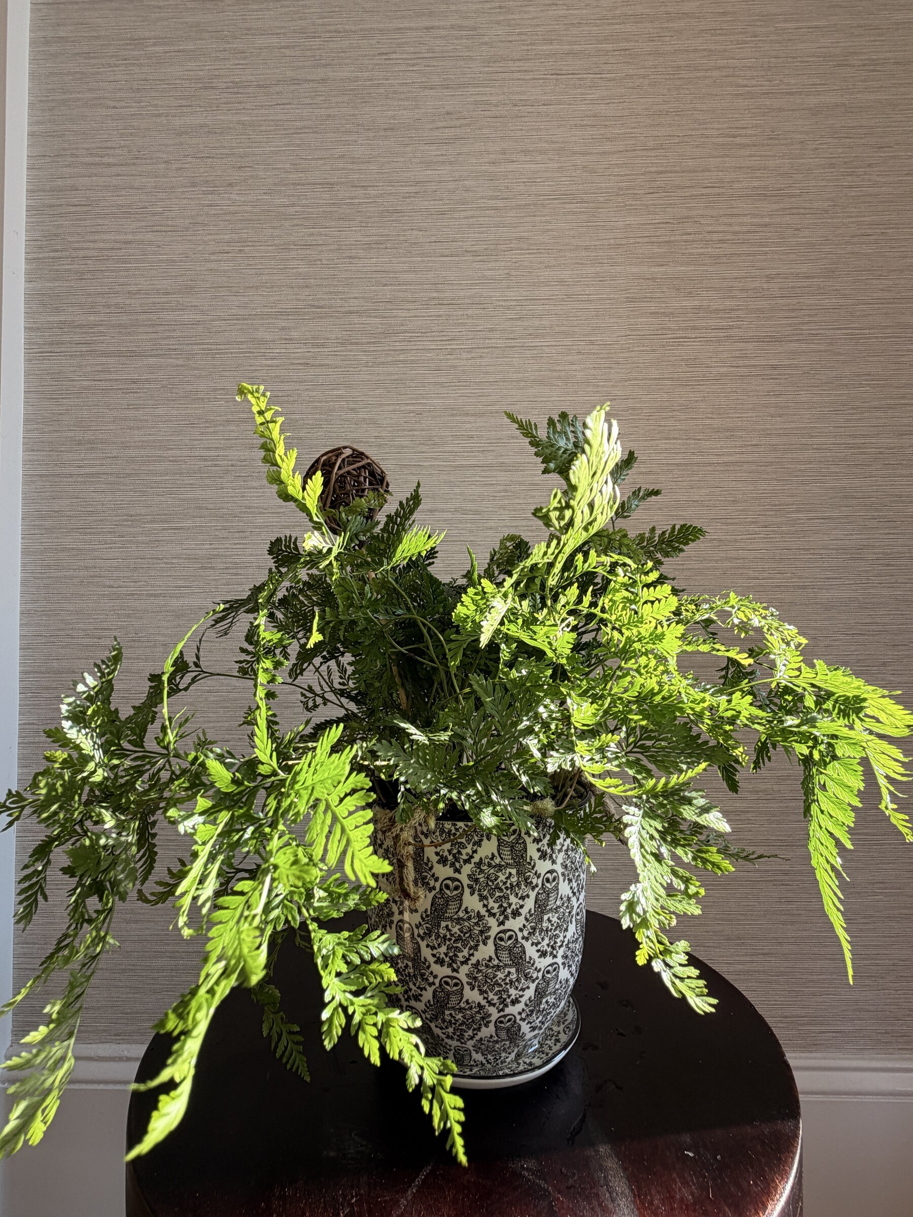 Rabbit's Foot Fern in Owl Tea Cup