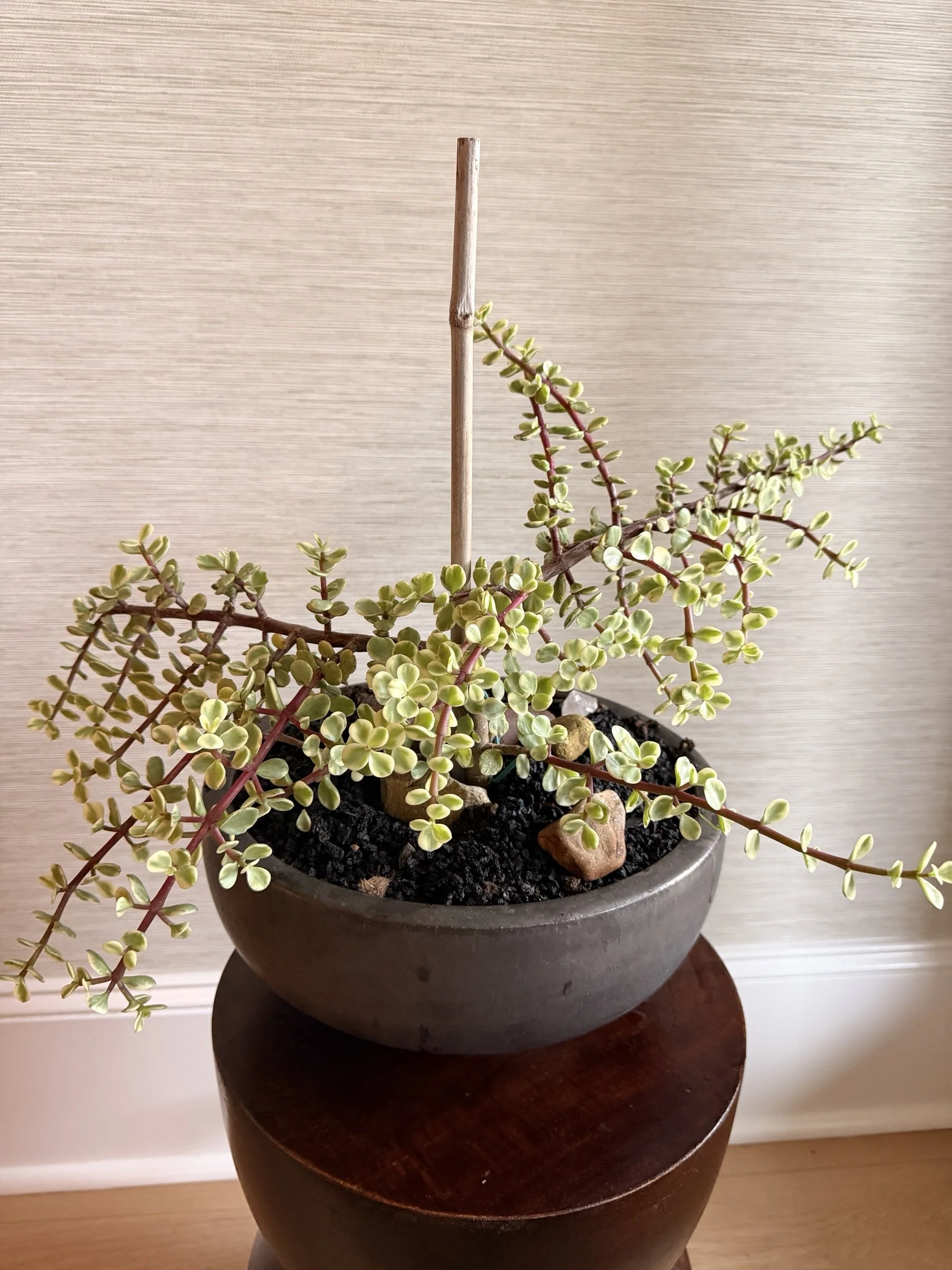 variegatedelephantbushcharcoalbowlapexfloristv2.jpg