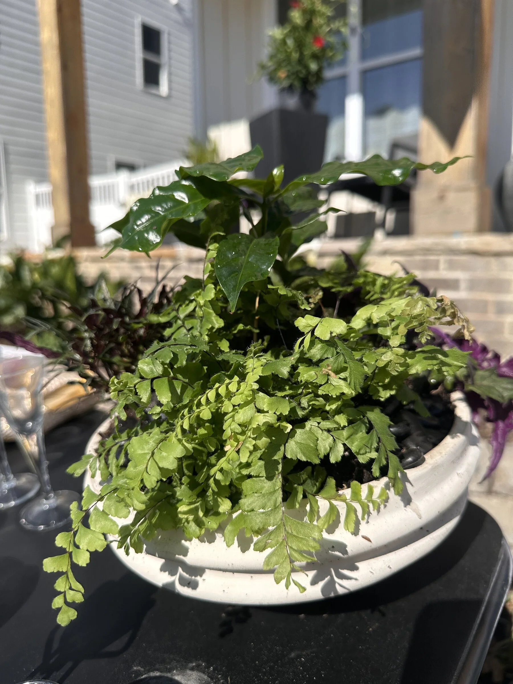 maidenhair-fern-mixed-planter-event-apex-florist.jpg