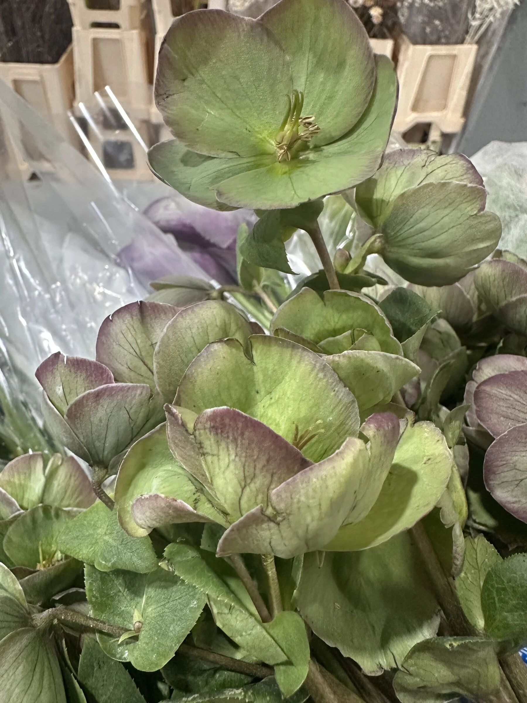 green-hellebore-blooms-close-up-wholesale-nc-florist.jpg