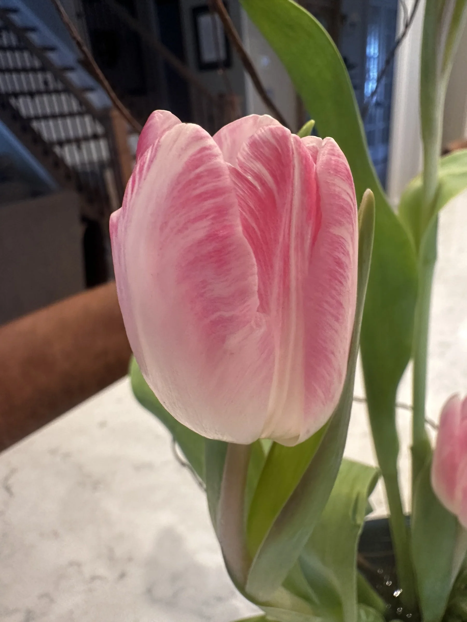 pinktulipbranchnavyvesselspringikebanaapexfloristv3.jpg