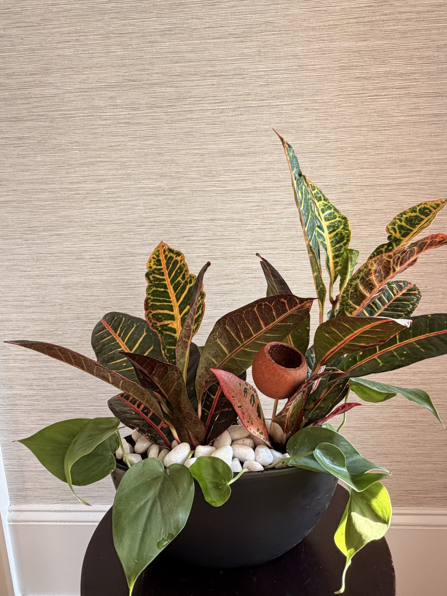 crotonpothosmixedplanterblackbowlraleighfloristv2.jpg