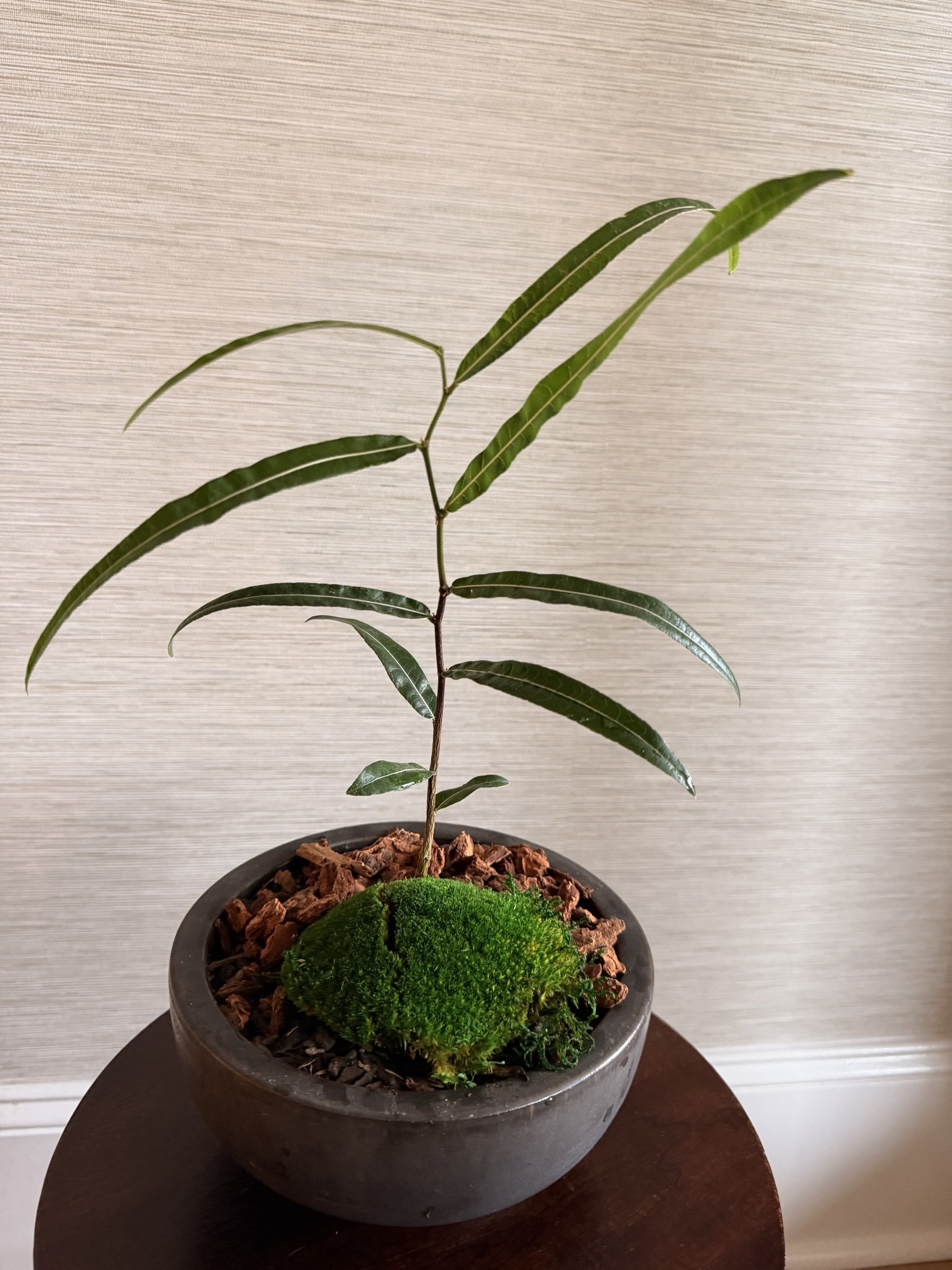 bottletreemosscharcoalbowlapexfloristv1.jpg