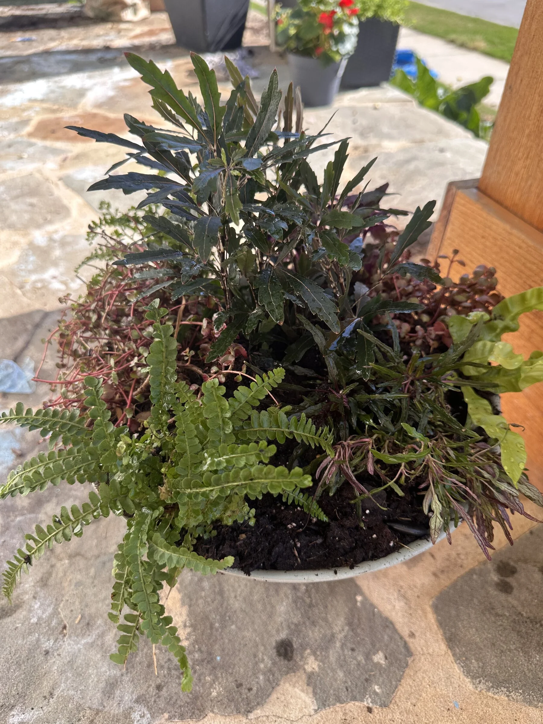 mixed-fern-foliage-planter-triangle-nc-florist.jpg