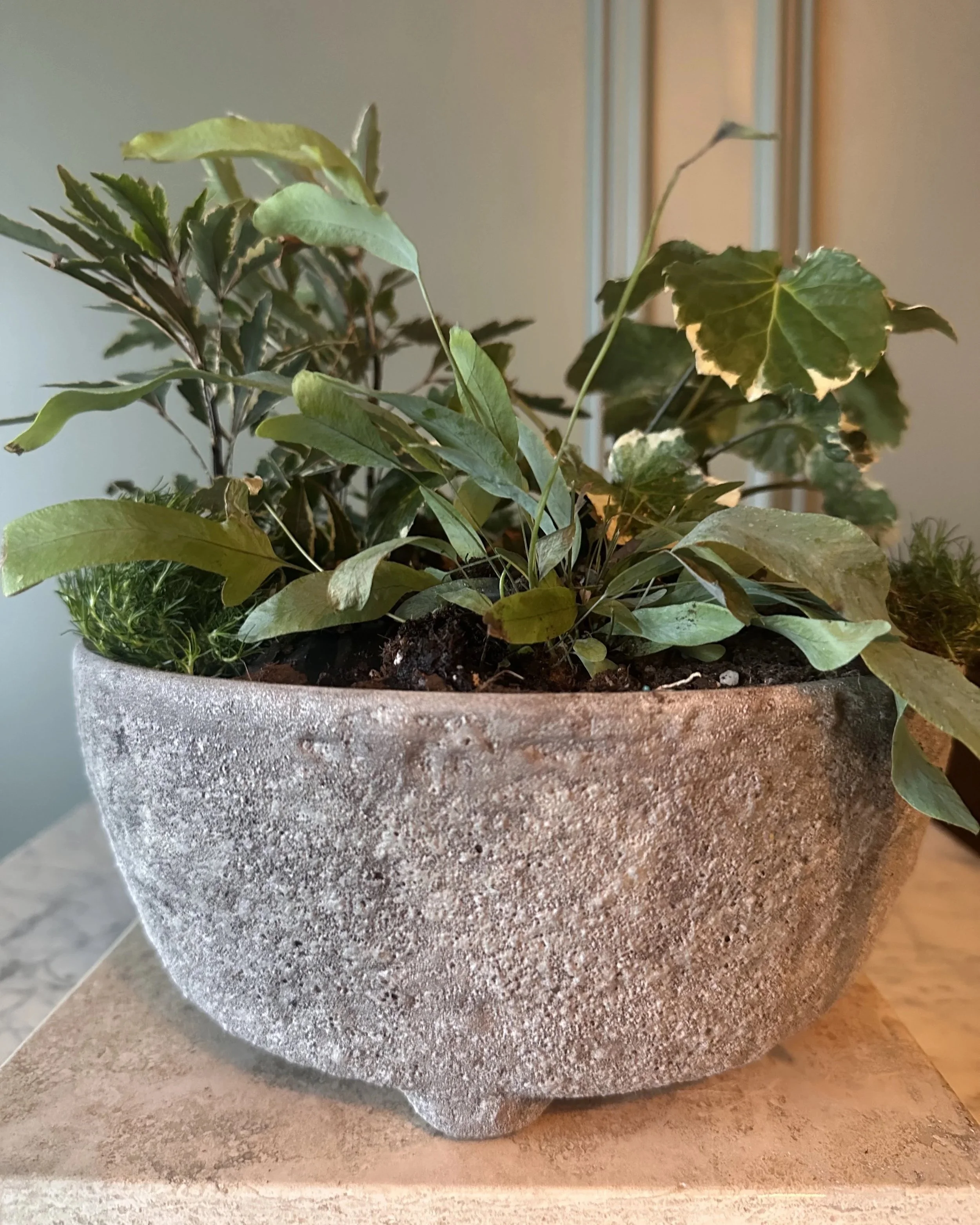 fern-moss-centerpiece-weathered-stone-bowl-raleigh-florist.jpg