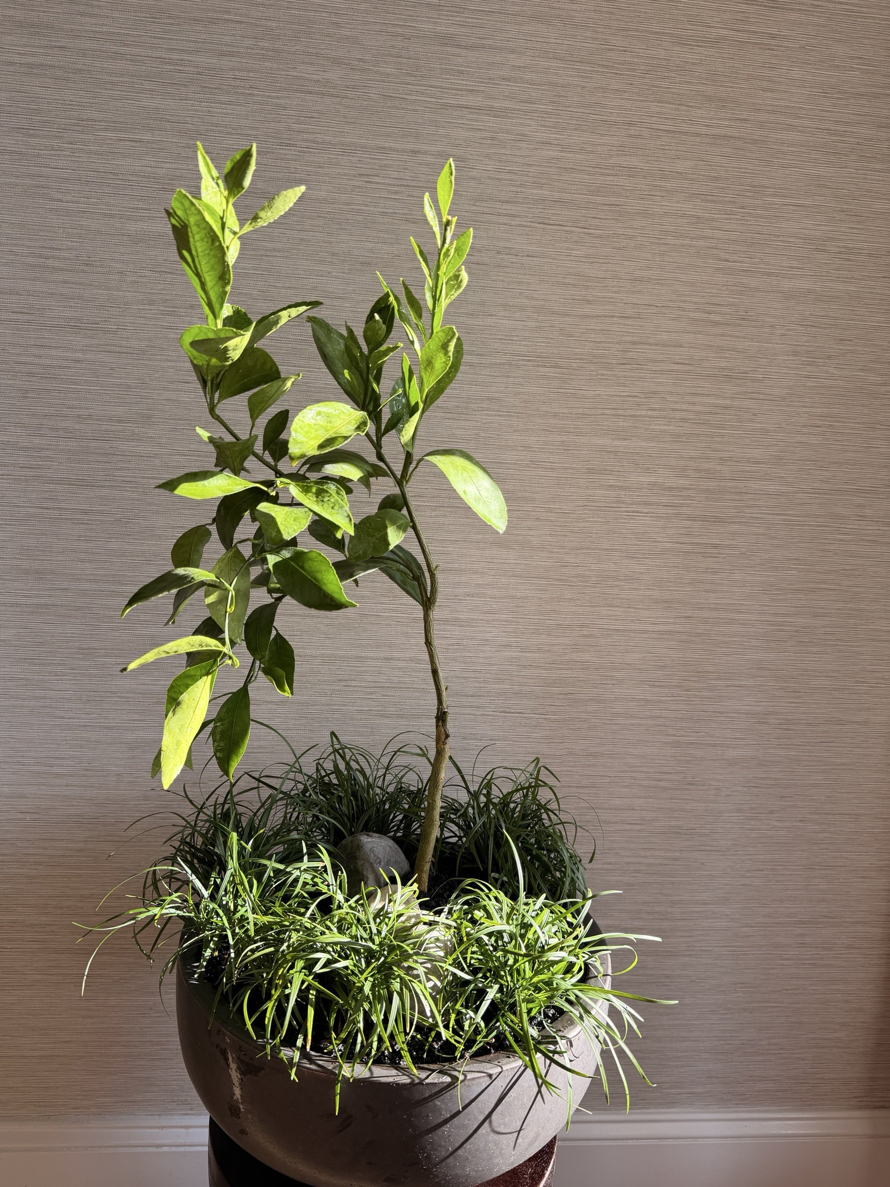 dwarfmandarintreegrassesdarkbowlapexfloristv1.jpg
