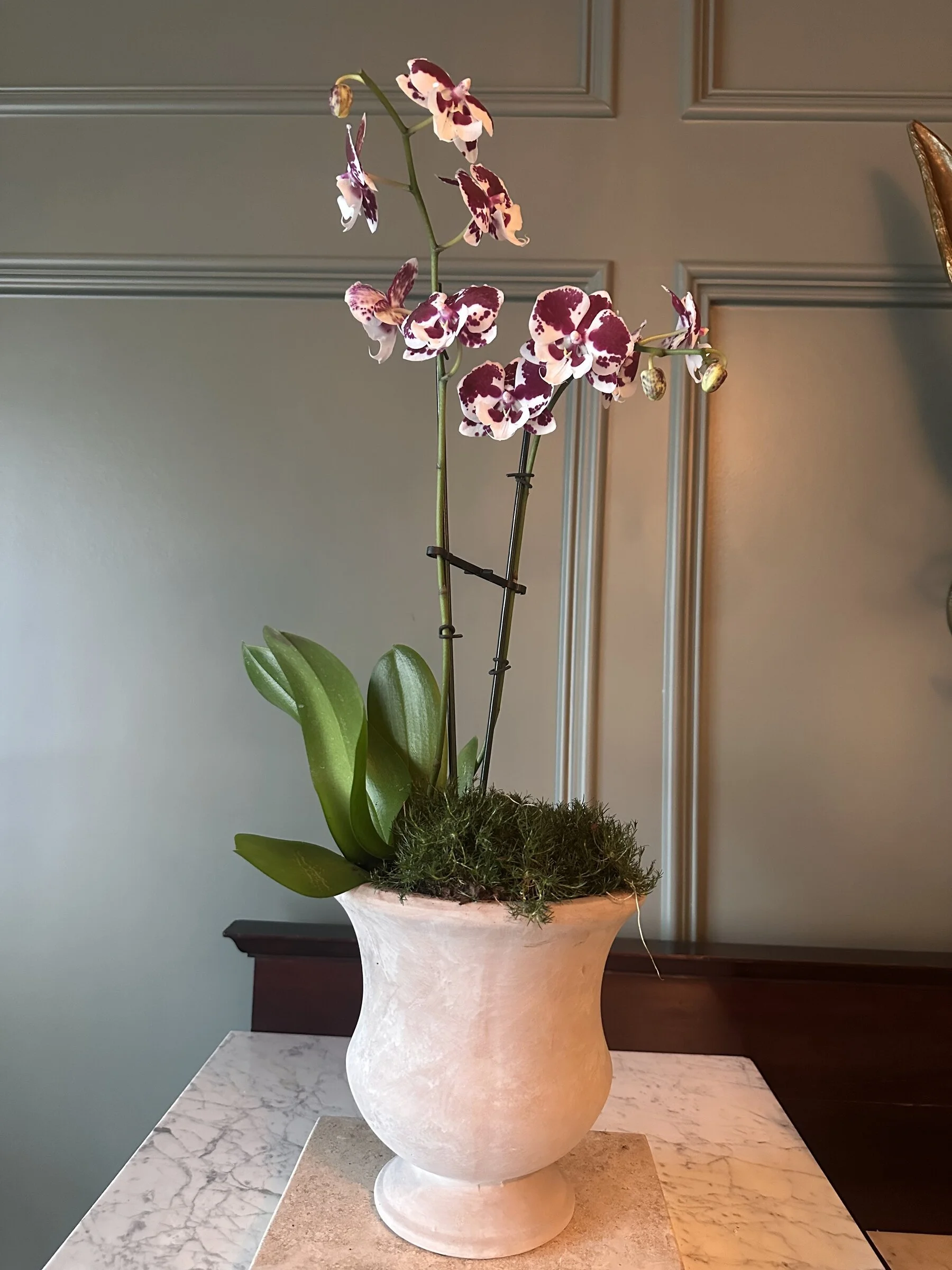 orchid-branch-trellis-gold-bowl-arrangement-apex-florist.jpg
