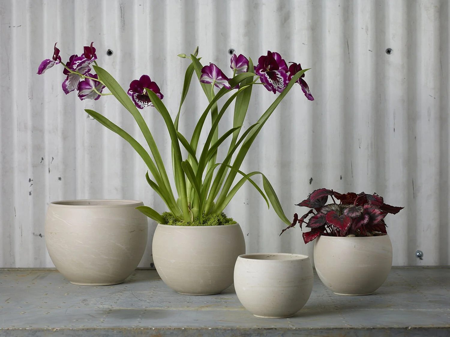 Four beige ceramic flower pots arranged on a wooden surface against a corrugated metal wall, containing different plants: a large pot with purple and white orchids, a smaller pot with dark red and purple leaves, and two small empty pots.