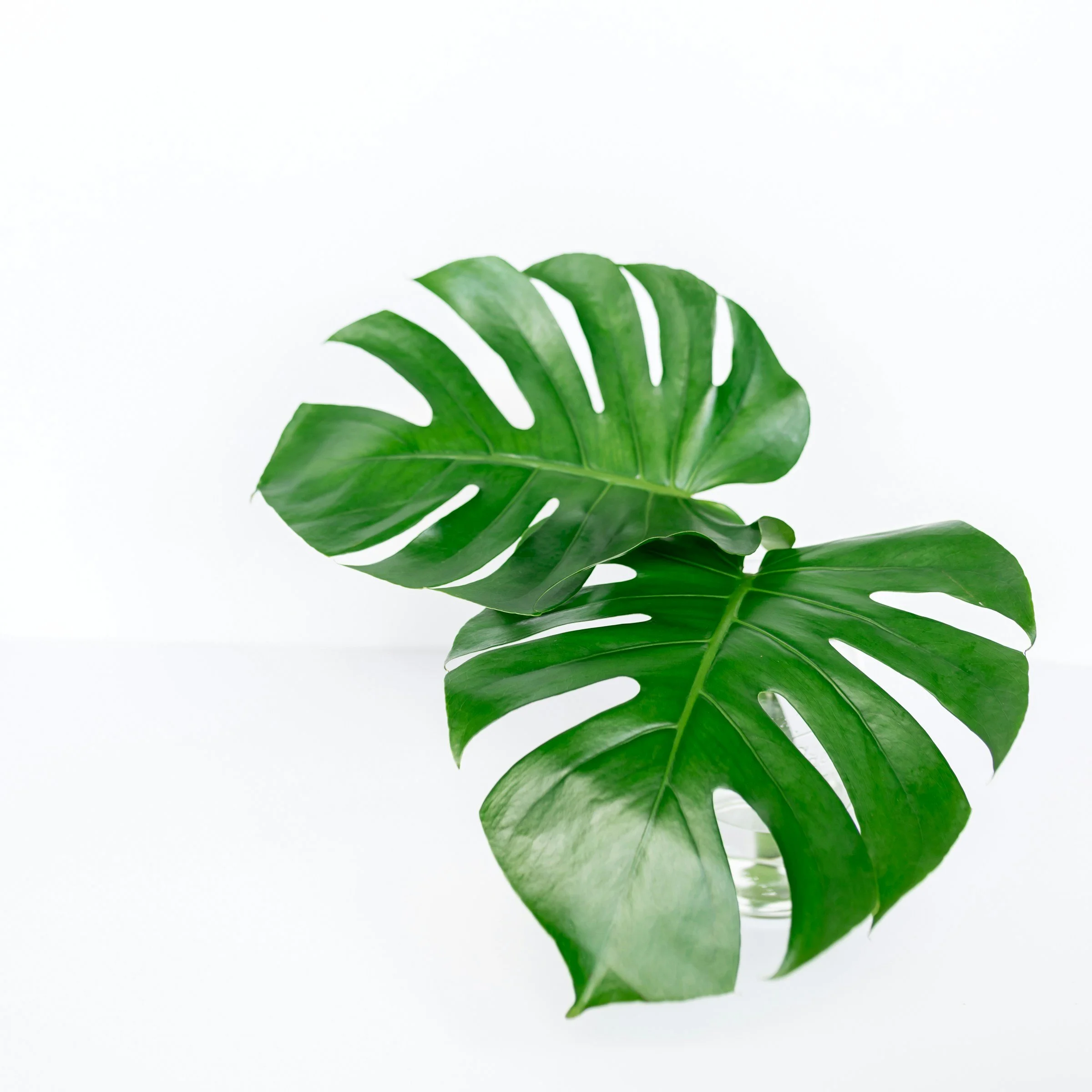 The Plant Club | Monthly Living Plant Subscription