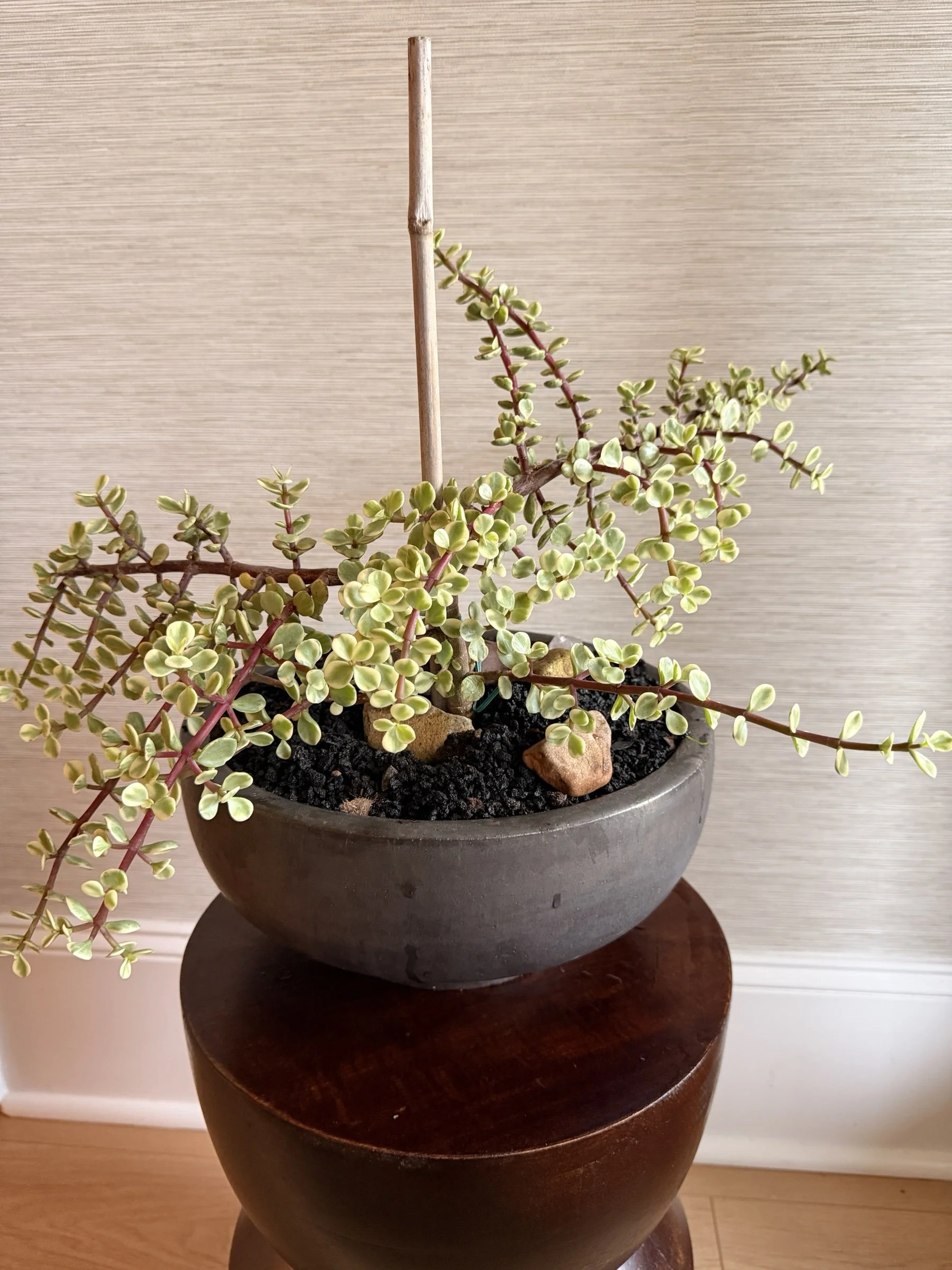 variegatedelephantbushcharcoalbowlapexfloristv1.jpg