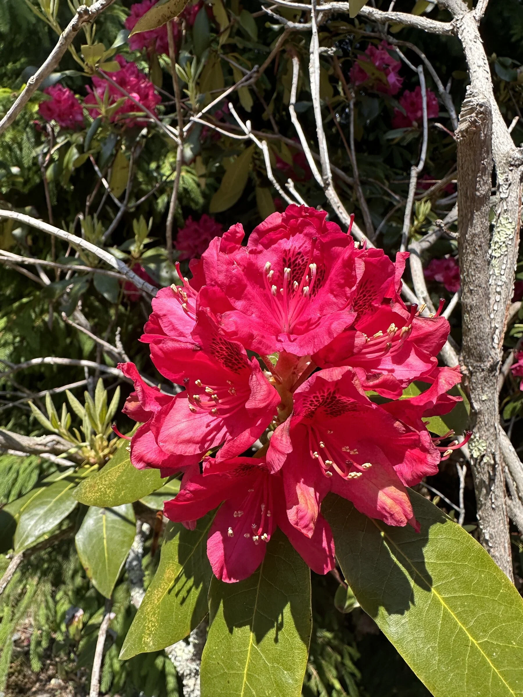 Red rhododendron bloom, NC garden photography by Botanical Studio by Kelly Eileen