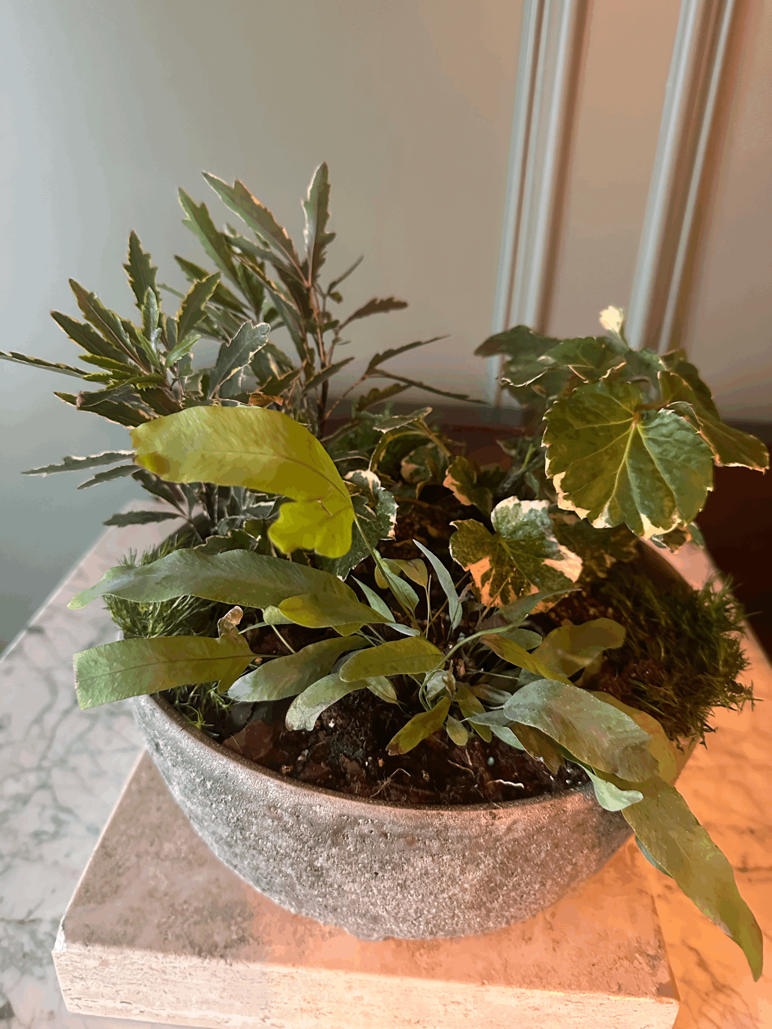 The Plant Club | Monthly Living Plant Subscription