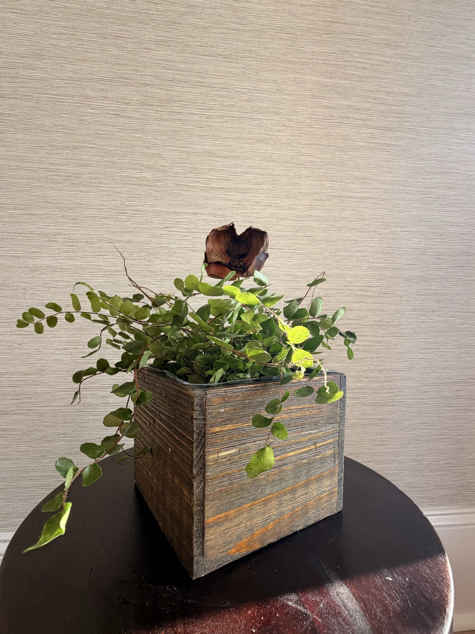 Button Fern Living Centerpiece in Wood Container
