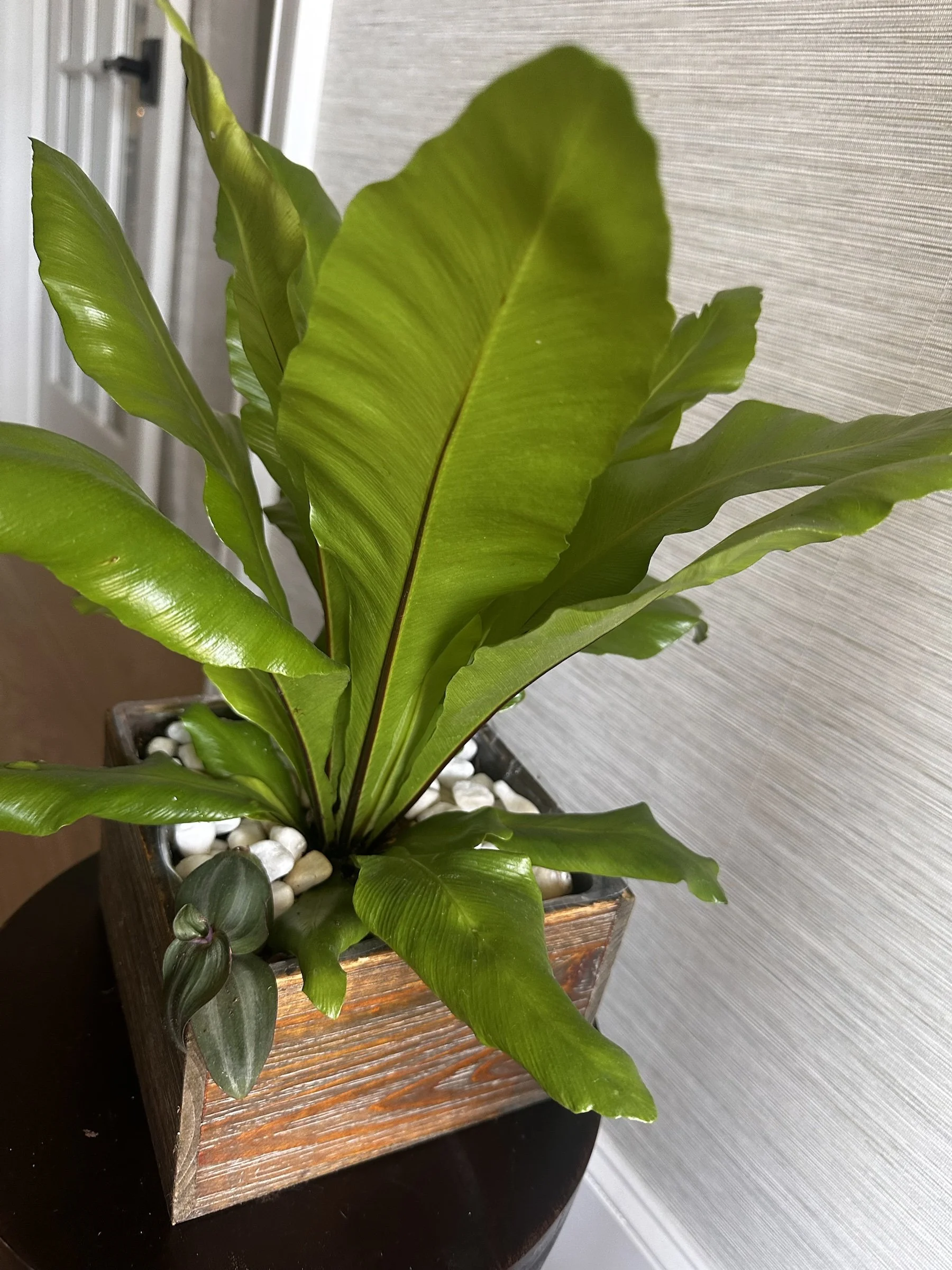 birdsnestfernwanderingdudewoodplanterapexfloristv3.jpg