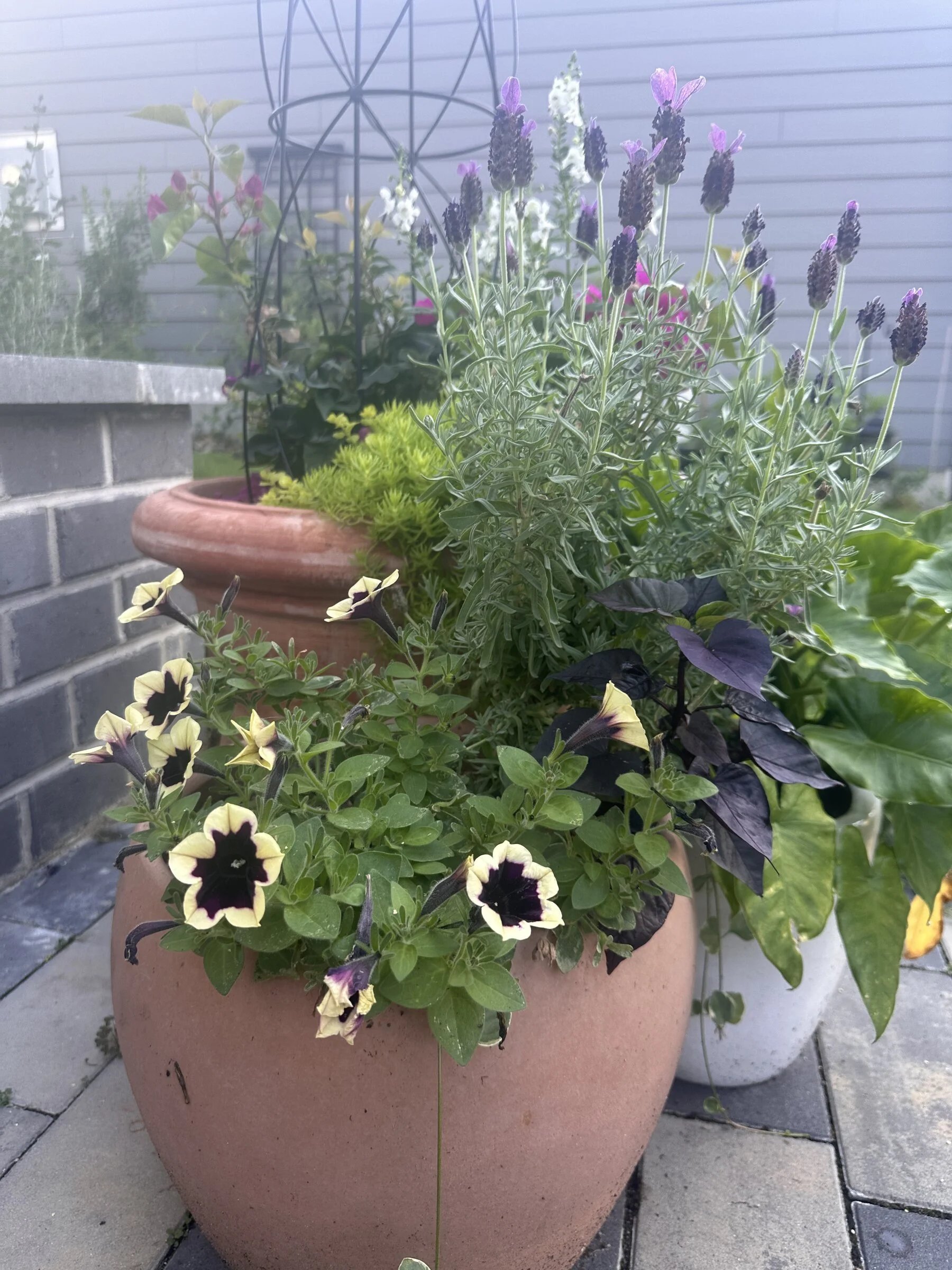 lavender-petunia-sedum-mixed-container-garden-apex-nc.jpg