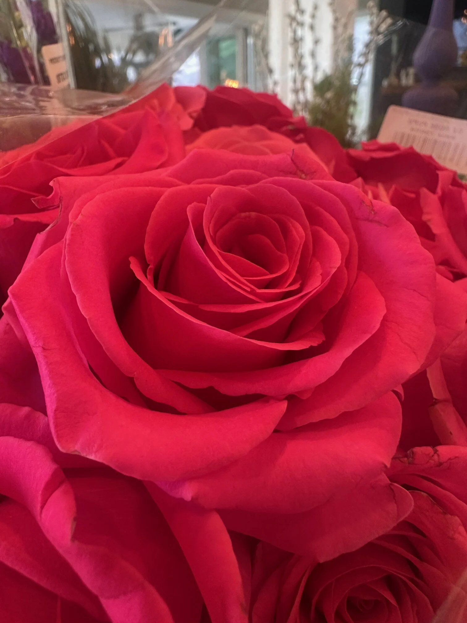 redrosecloseupwholesaleflowermarketapexflorist.jpg