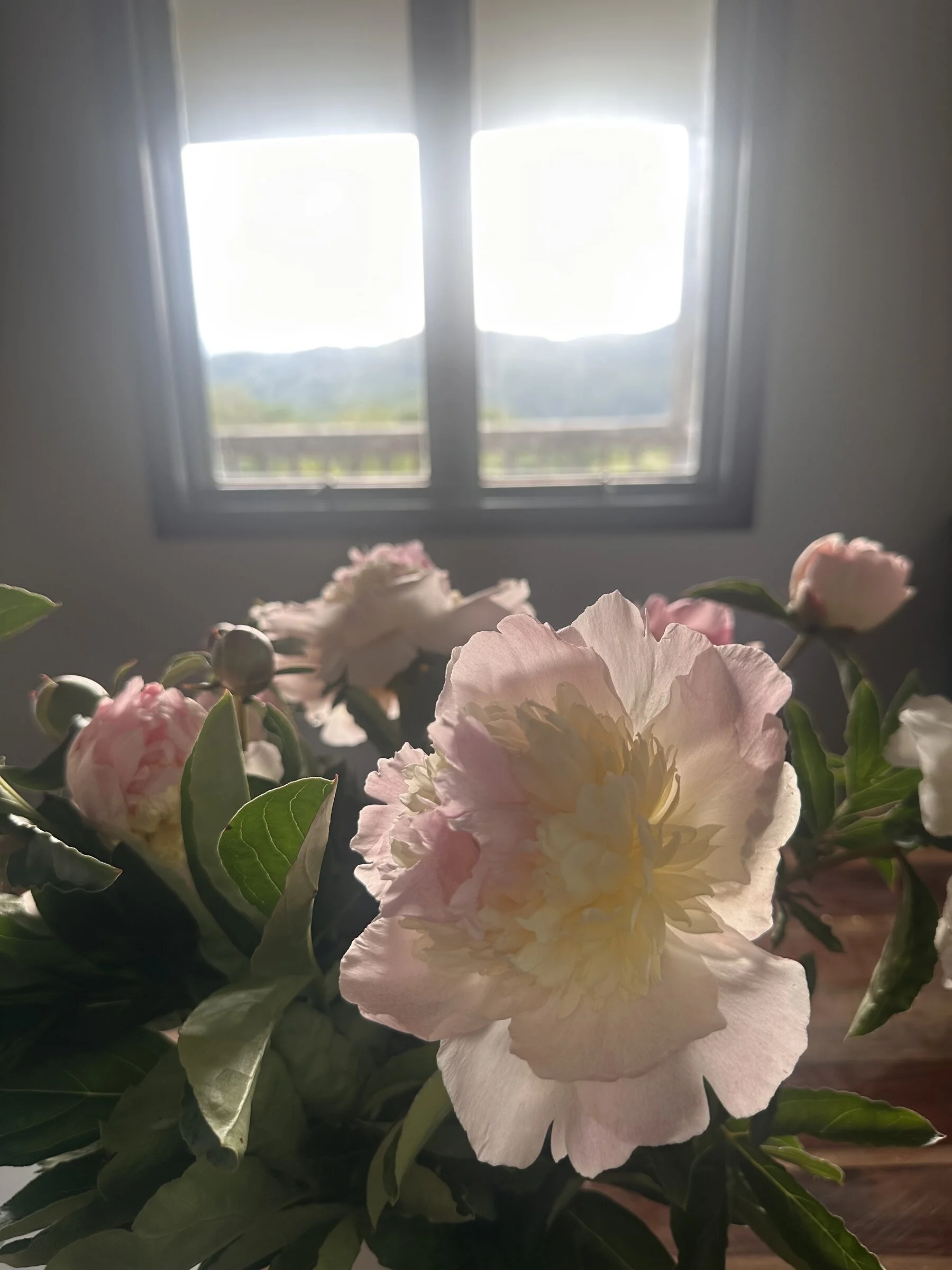 A close-up of pink and white flowers with green leaves in front of a window, bright outdoor scenery visible through the window.