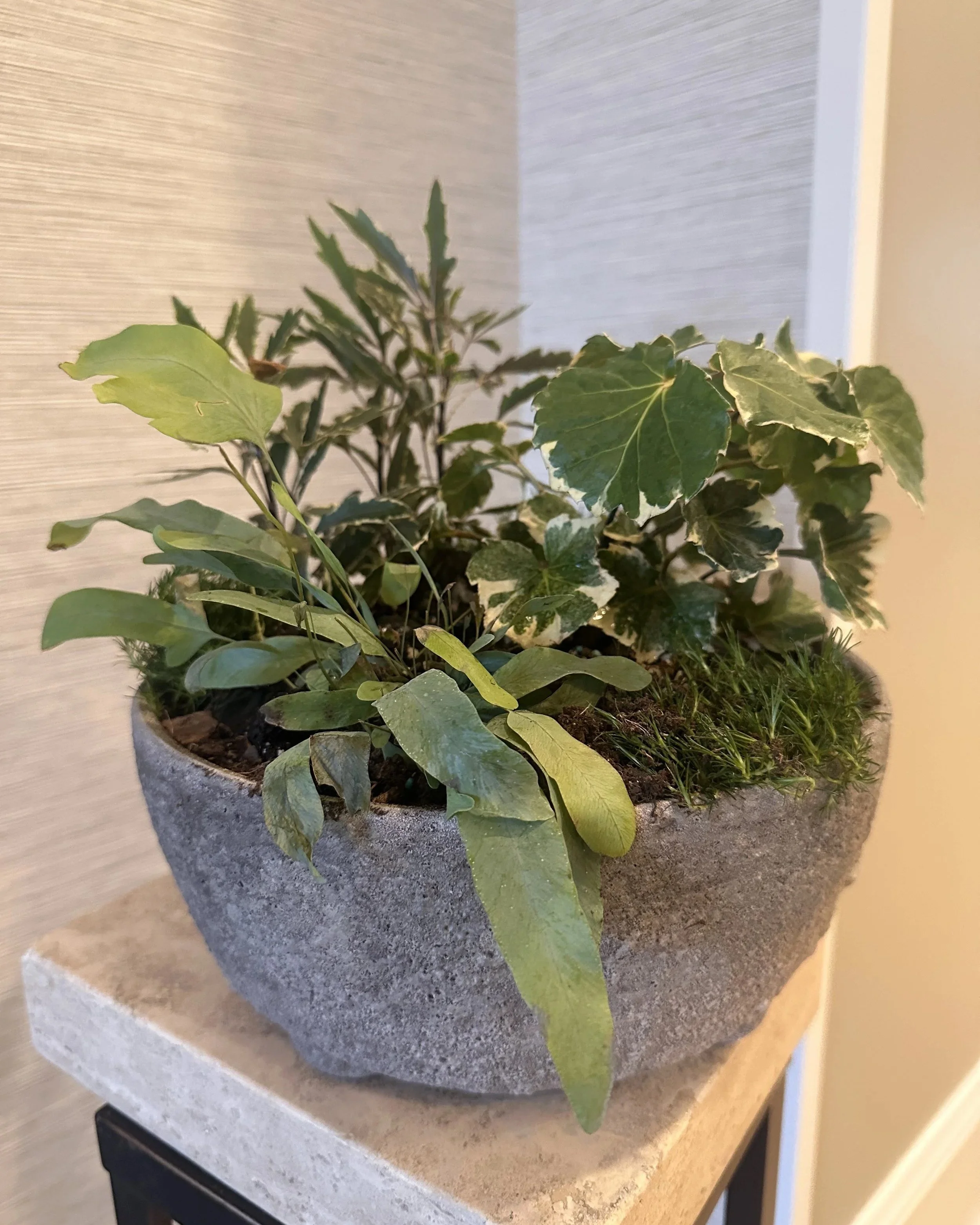 living-fern-centerpiece-aralia-ivy-stone-bowl-apex-florist.jpg
