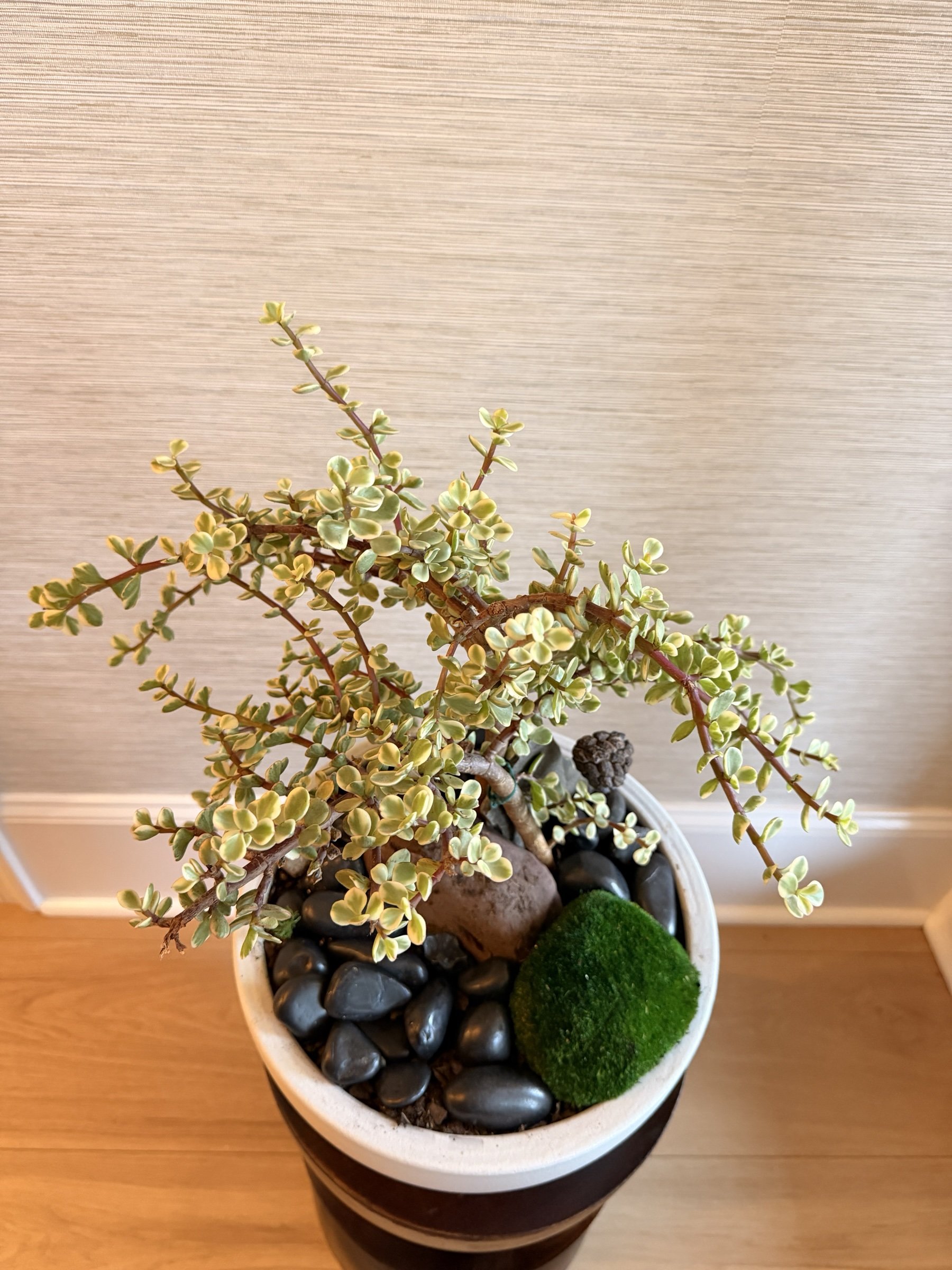 Moonlit Jade Variegated Elephant Bush Living Centerpiece