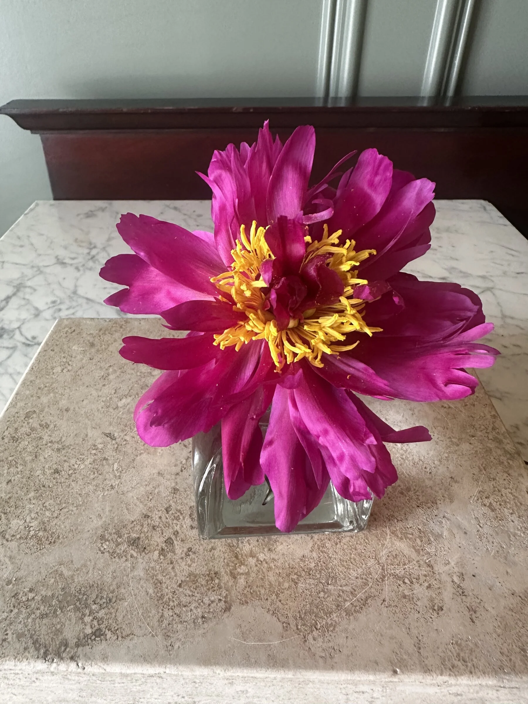 pinkpeonysinglestemapexflorist.jpg