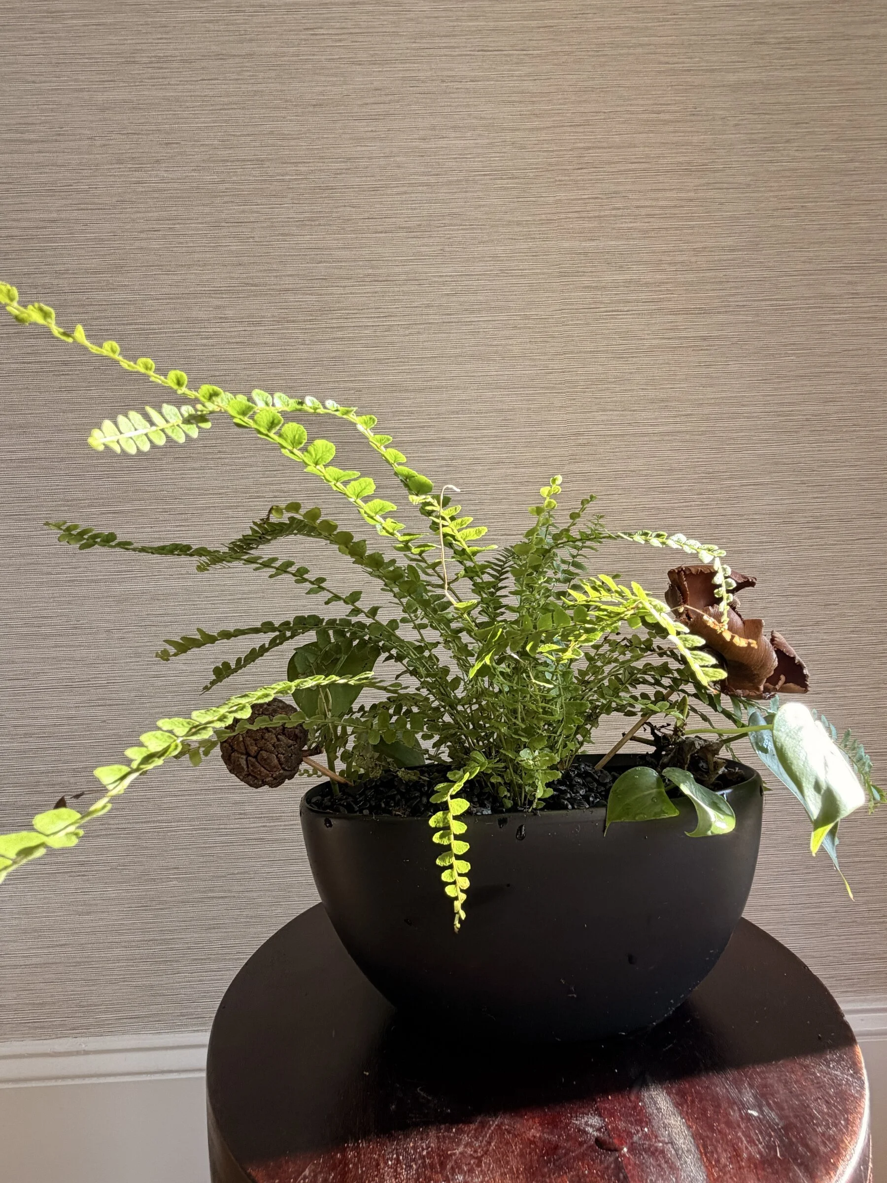 Lemon Button Fern in Ceramic Black Boat