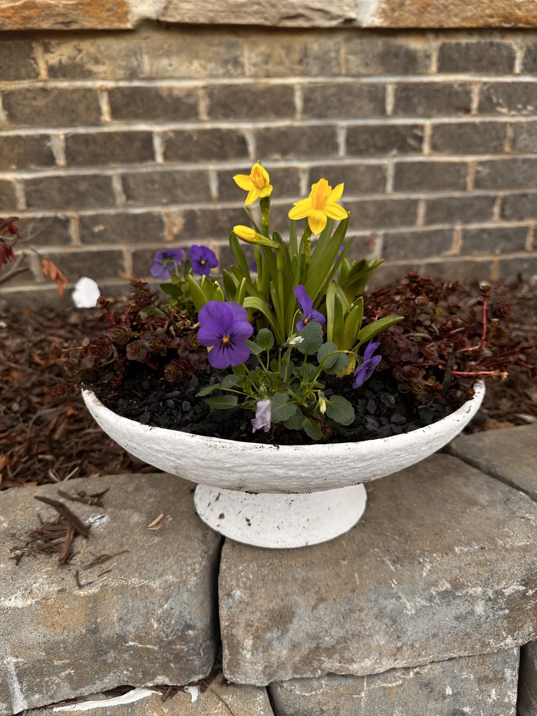 daffodil-viola-pedestal-bowl-planter-apex-nc-florist.jpg