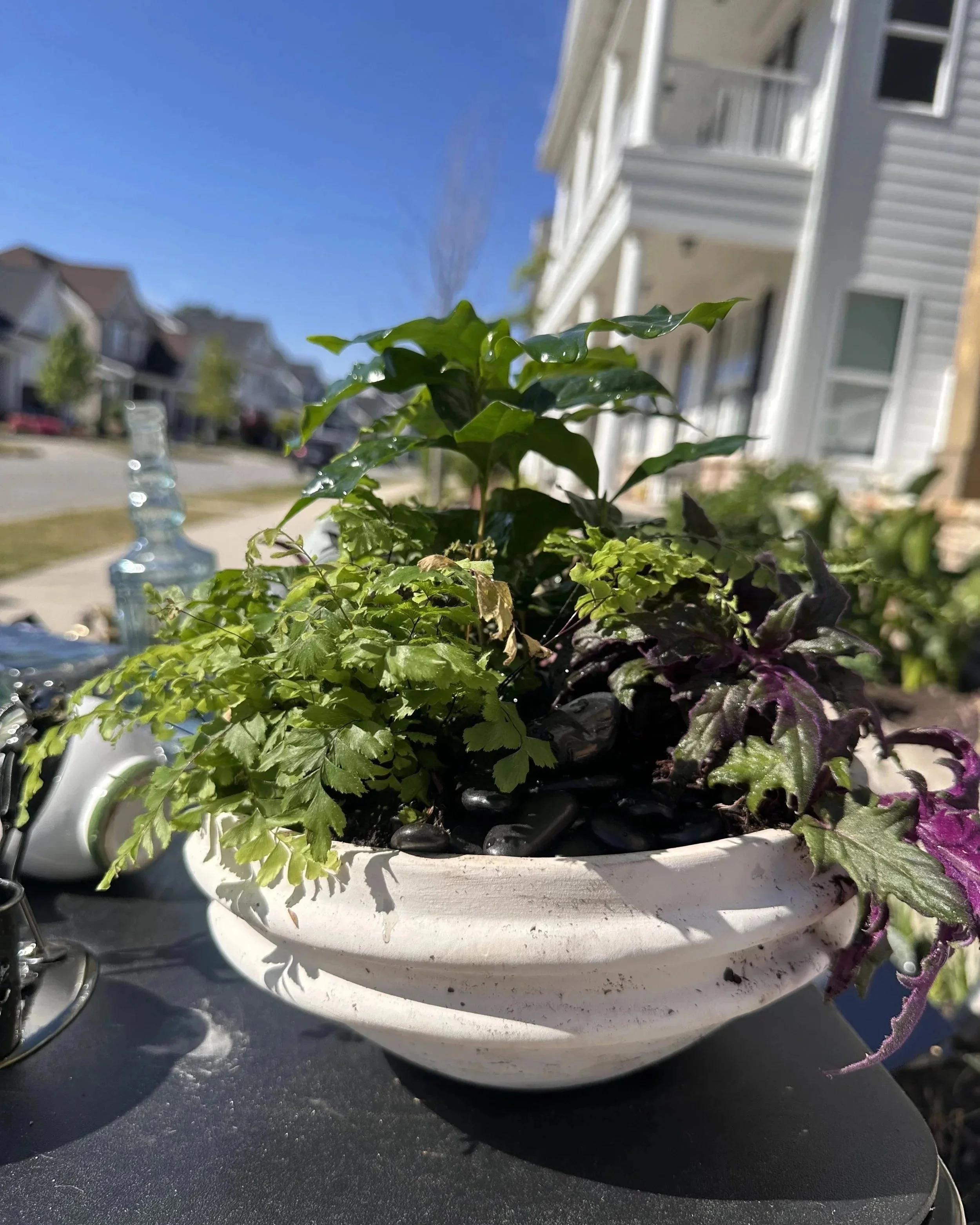 living-centerpiece-coffee-plant-fern-cream-urn-apex-florist.jpg