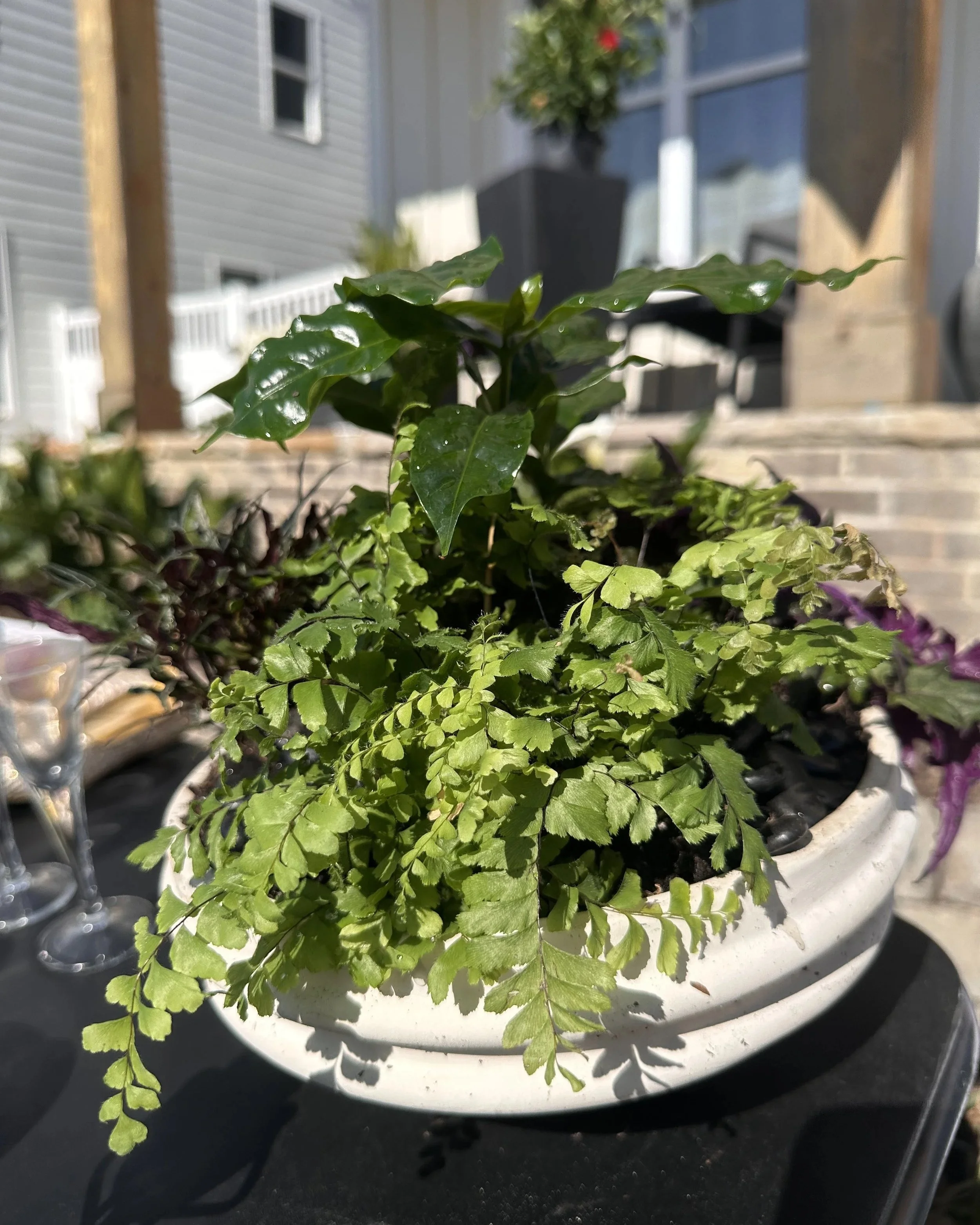planted-fern-centerpiece-coffee-plant-raleigh-florist.jpg