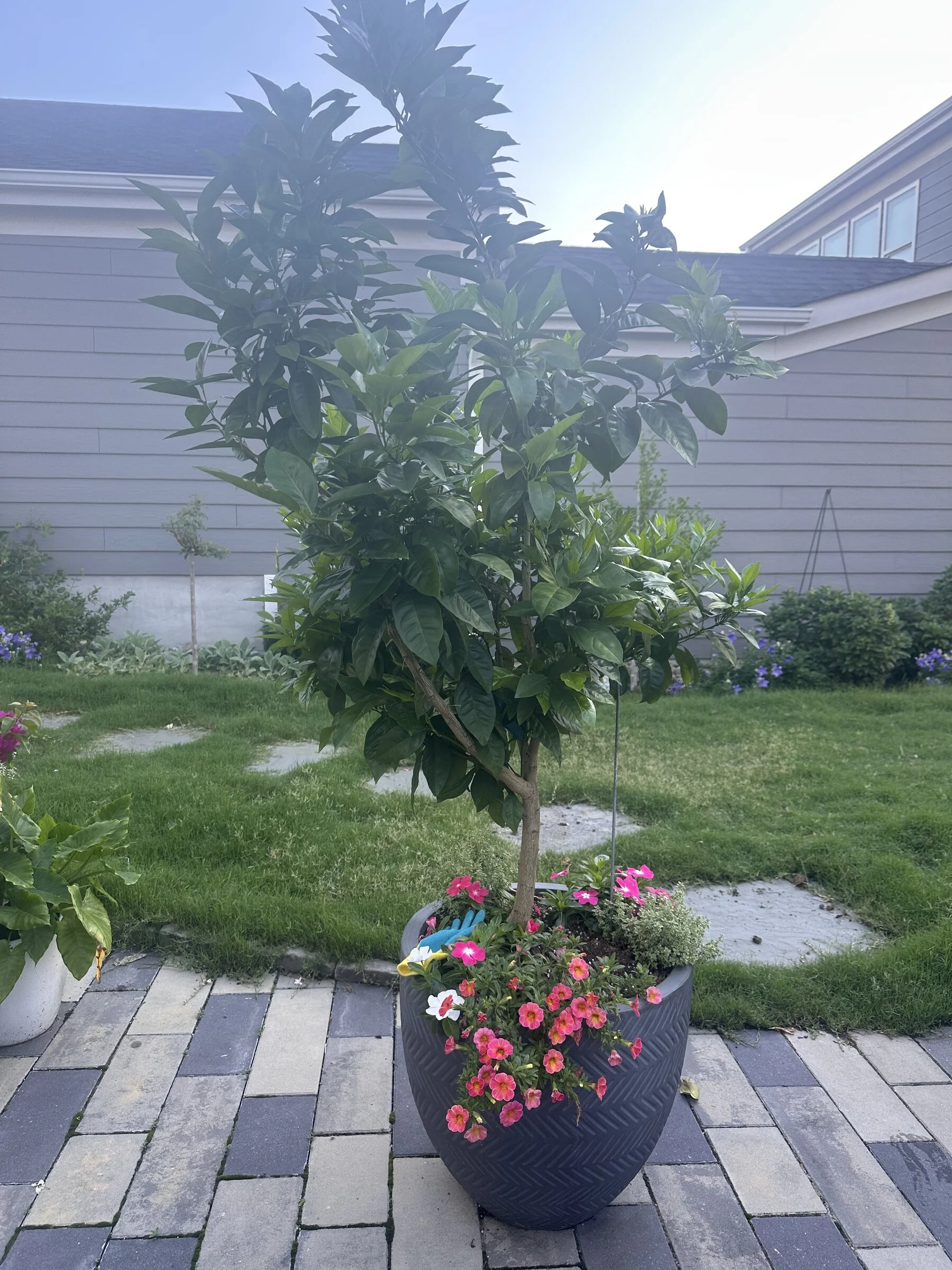 citrus-tree-black-planter-outdoor-container-apex-florist.jpg