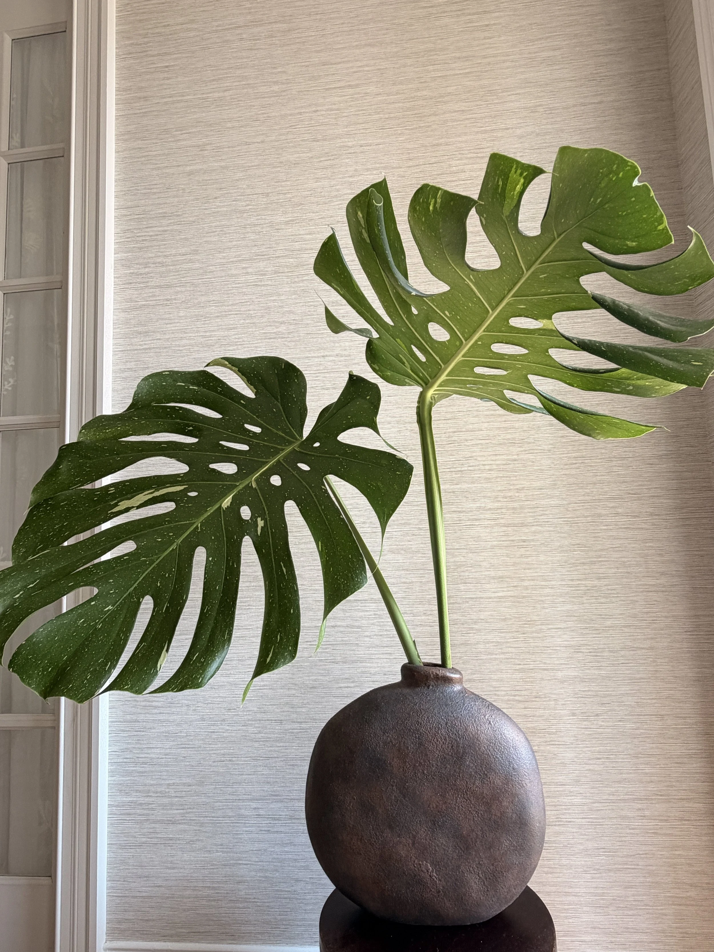 Two dramatic Thai Constellation monstera stems, prized for their creamy white and green speckled variegation, set in the artisanal Fernando Vase. A sculptural, one-of-a-kind statement piece.
