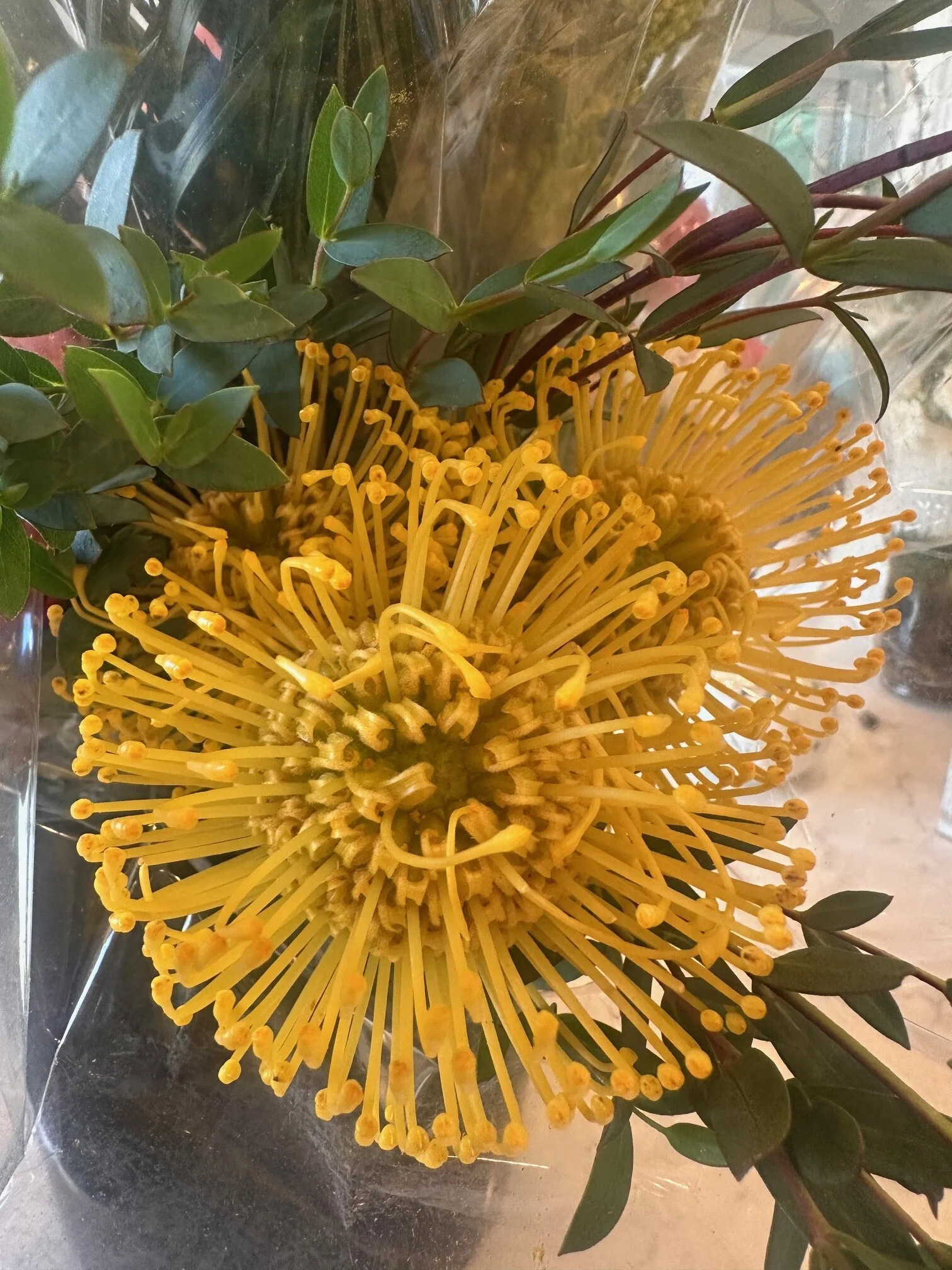 A large yellow flower with numerous long, thin, rounded petals and small rounded tips, surrounded by dark green leaves.