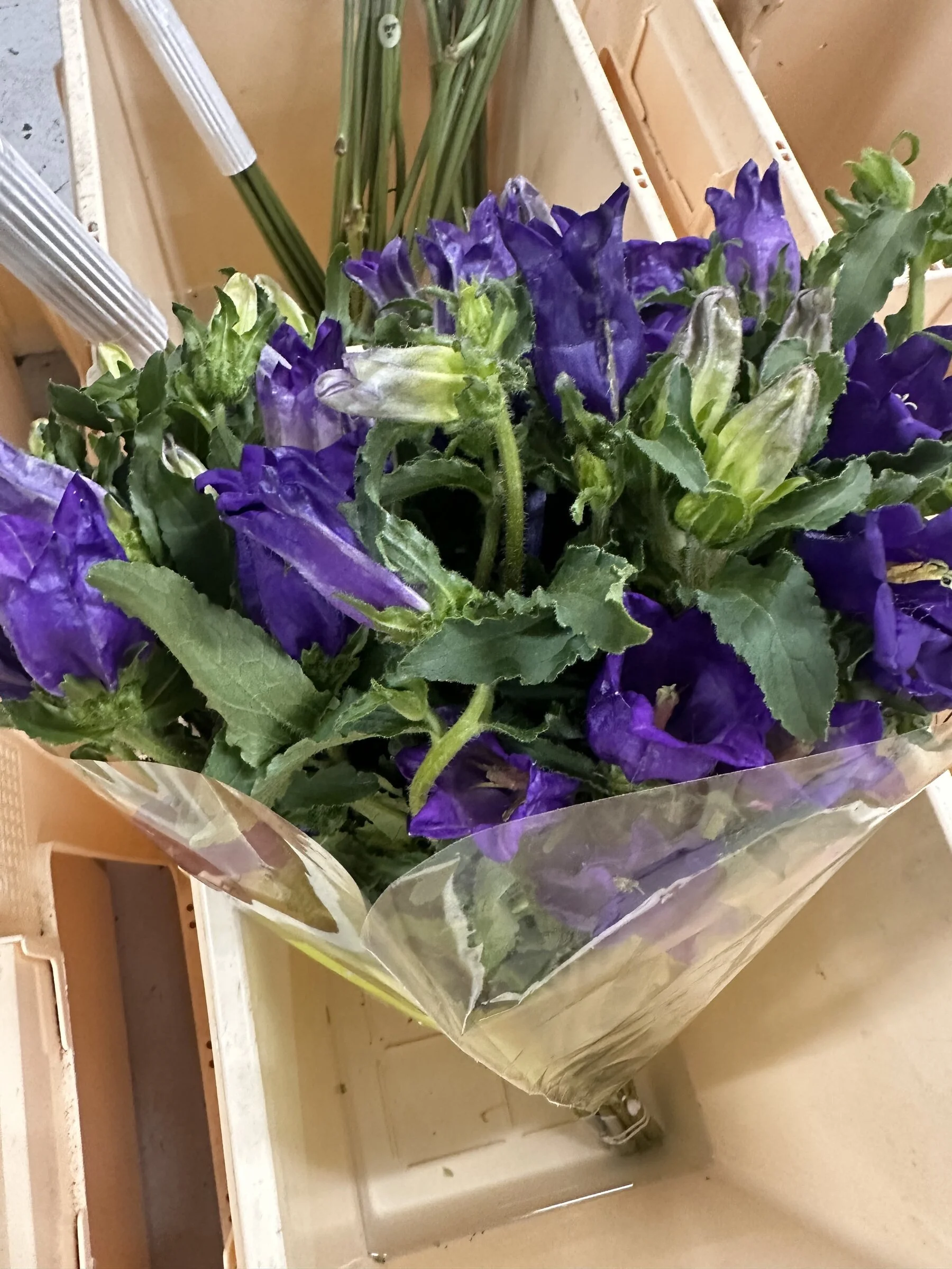 Purple bellflower and wholesale flower market bouquet, Botanical Studio by Kelly Eileen, Apex, NC.