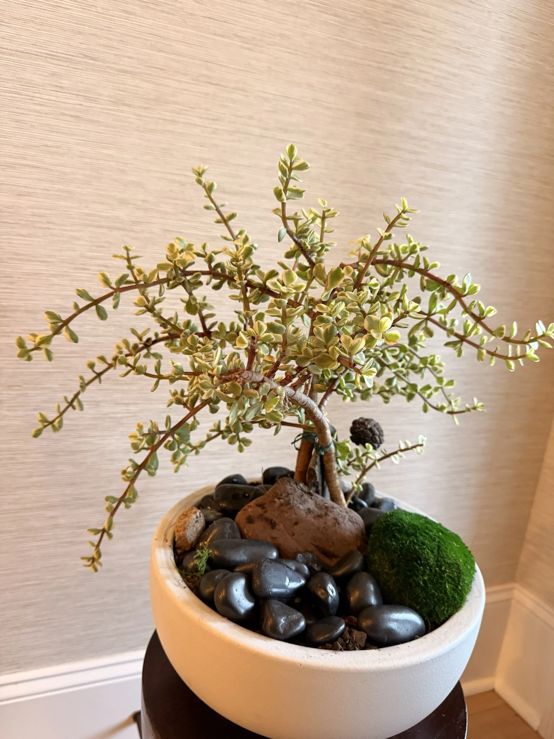 variegatedelephantbushmossballwhitebowlapexfloristv1.jpg