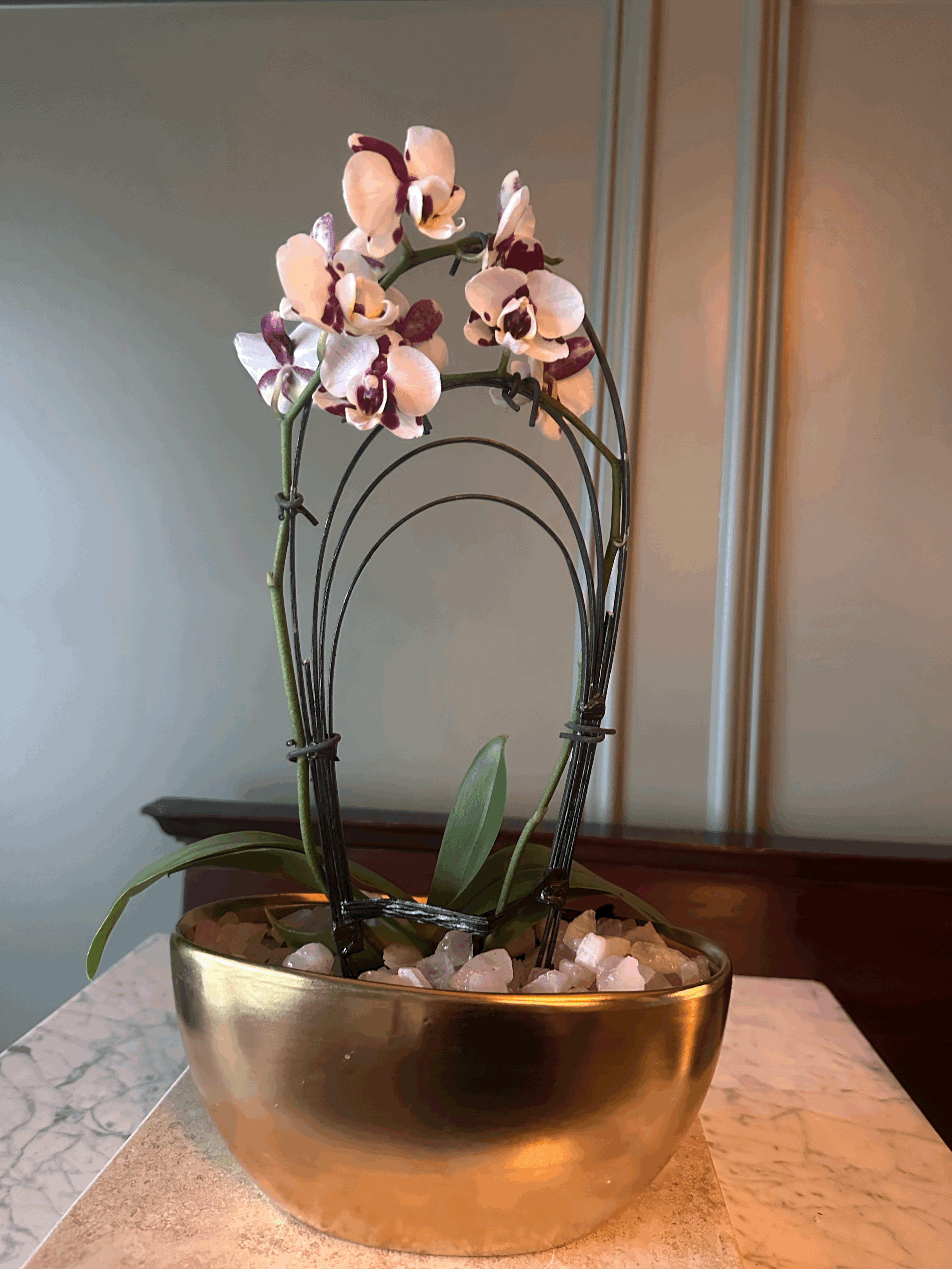The Plant Club | Monthly Living Plant Subscription
