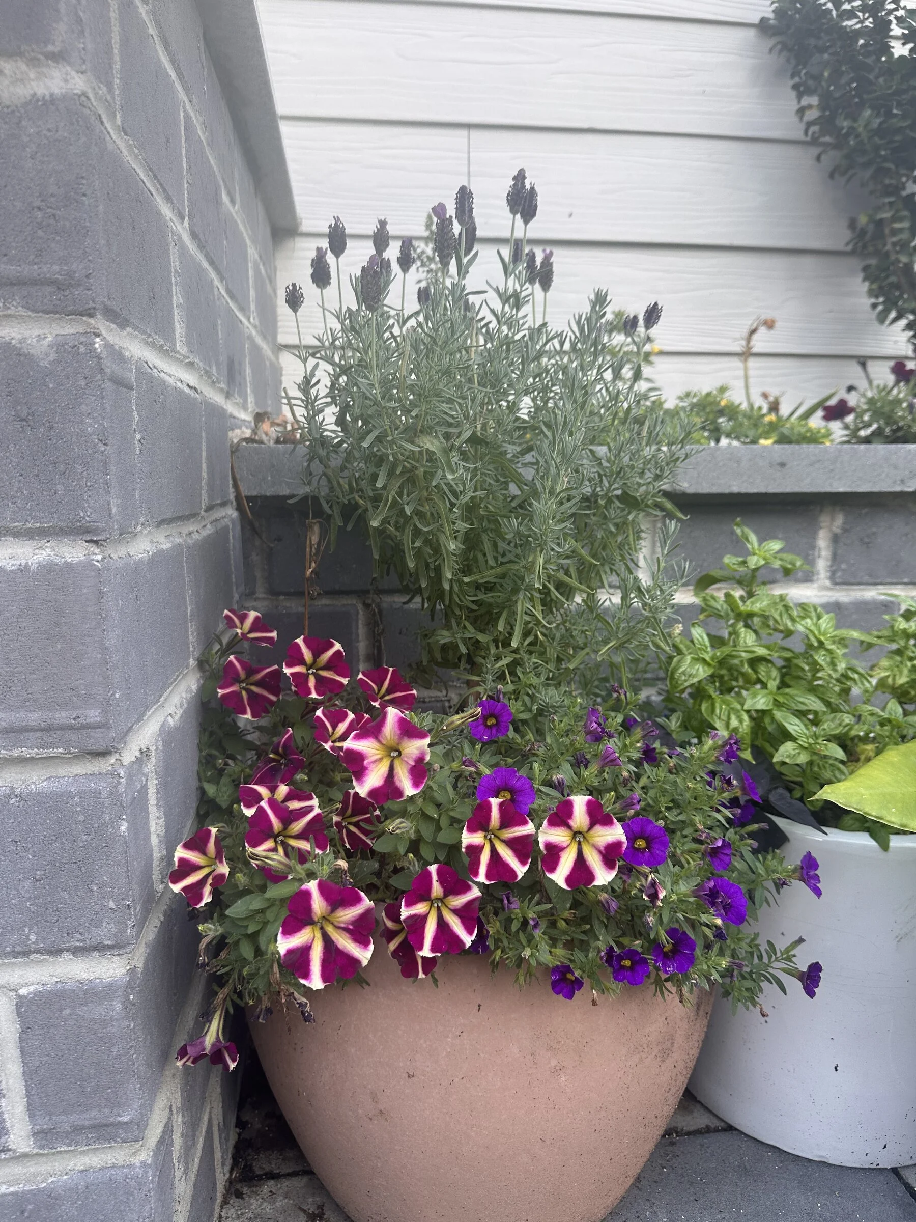 petunia-lavender-terracotta-planter-triangle-nc-florist.jpg