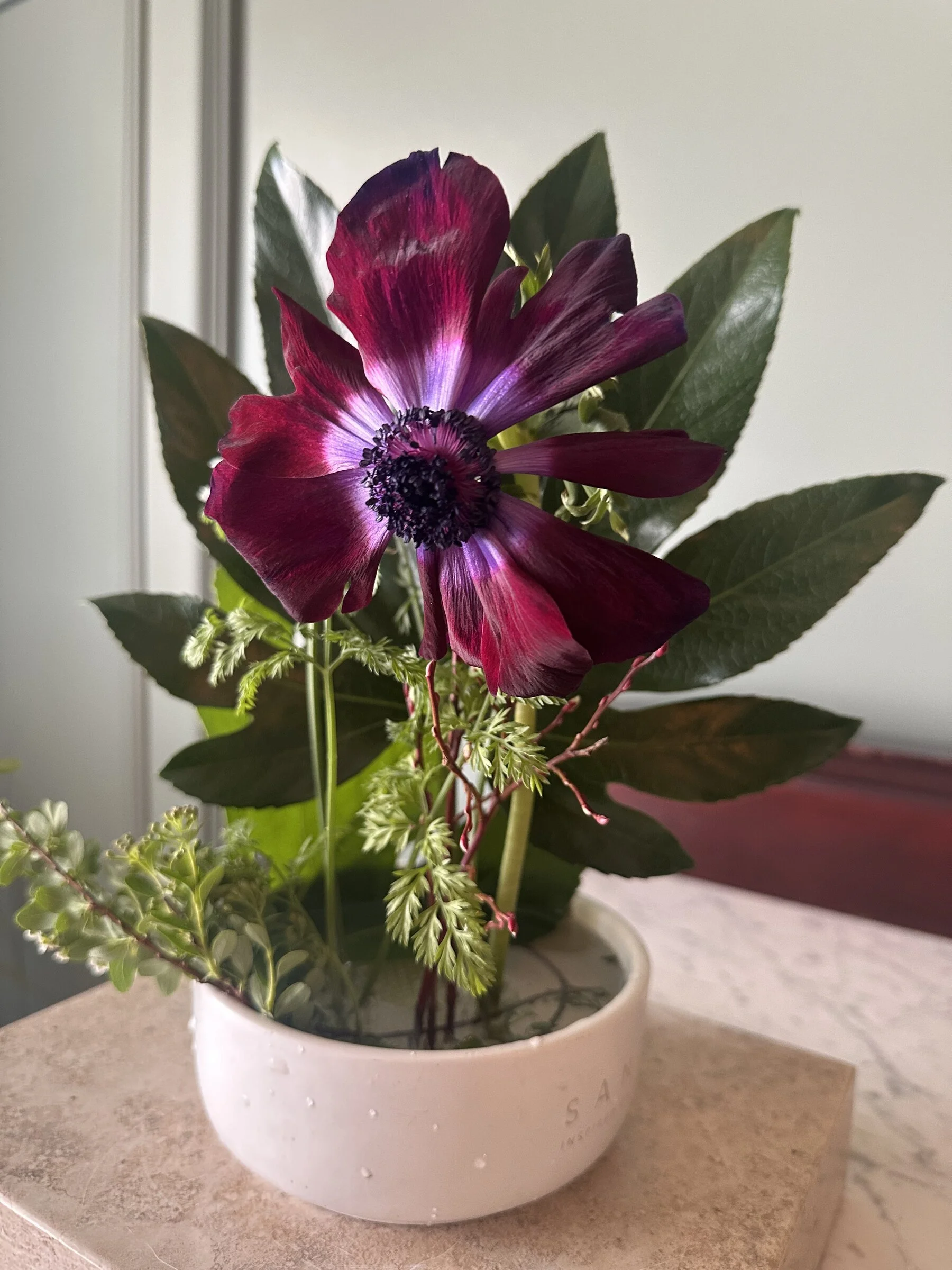 Deep magenta anemone with magnolia leaves in a white pot, Botanical Studio by Kelly Eileen.