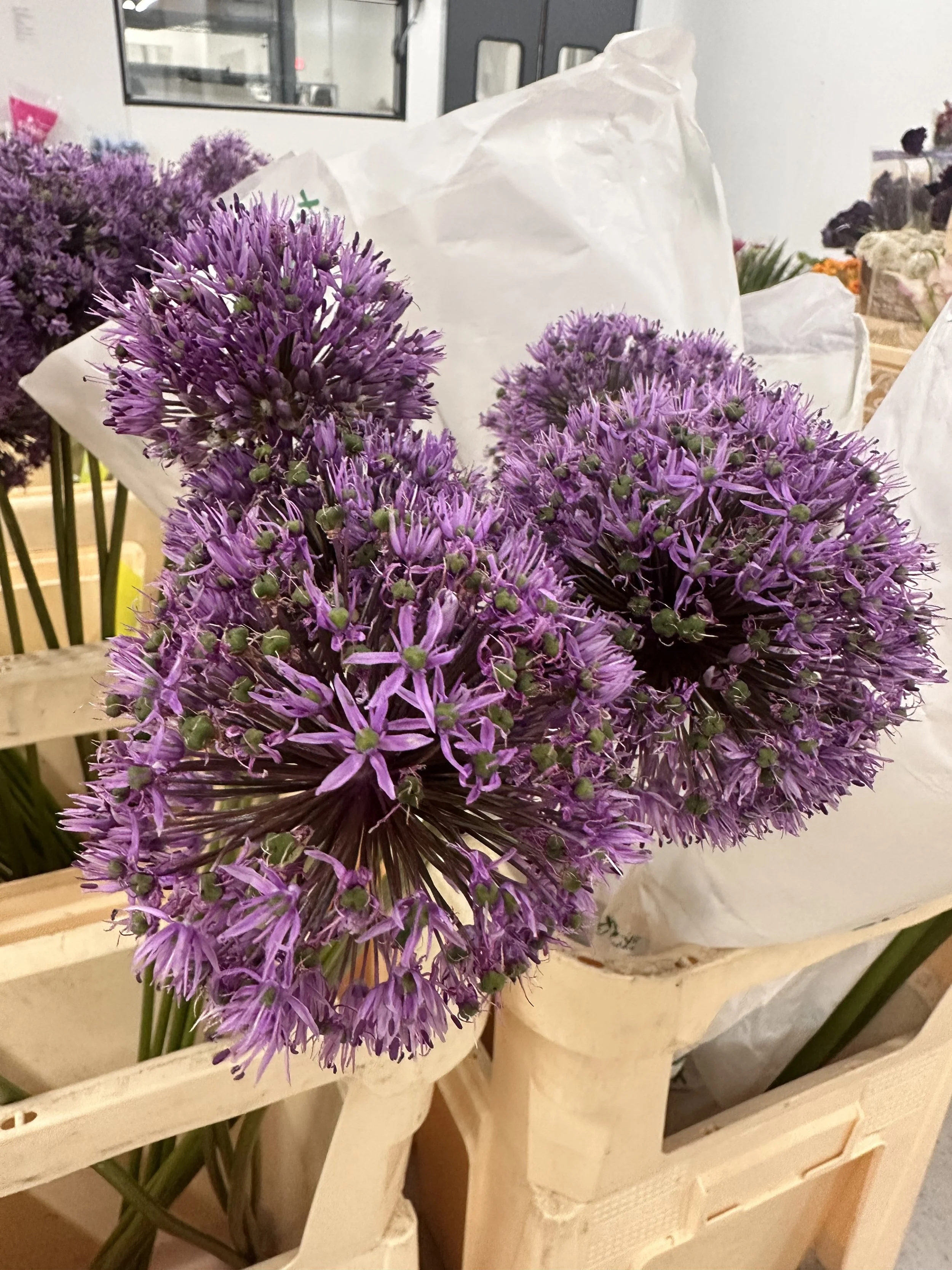 My favorite spring purple balls... Alliums.