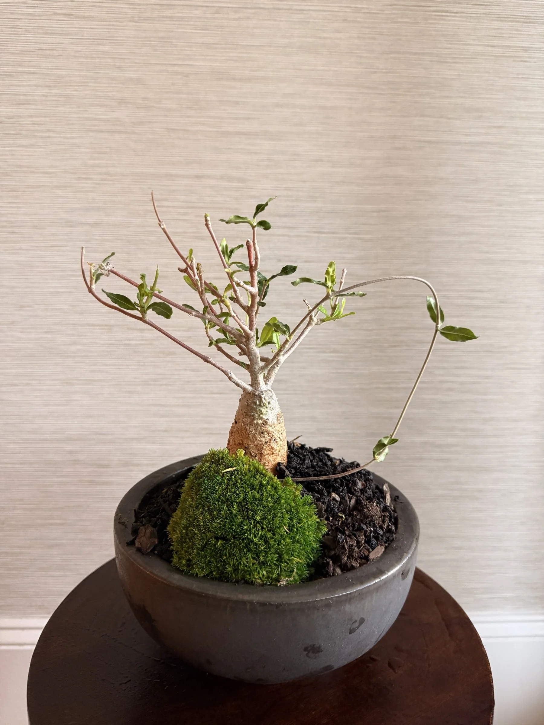 Old Soul Fockea Crispa Living Centerpiece