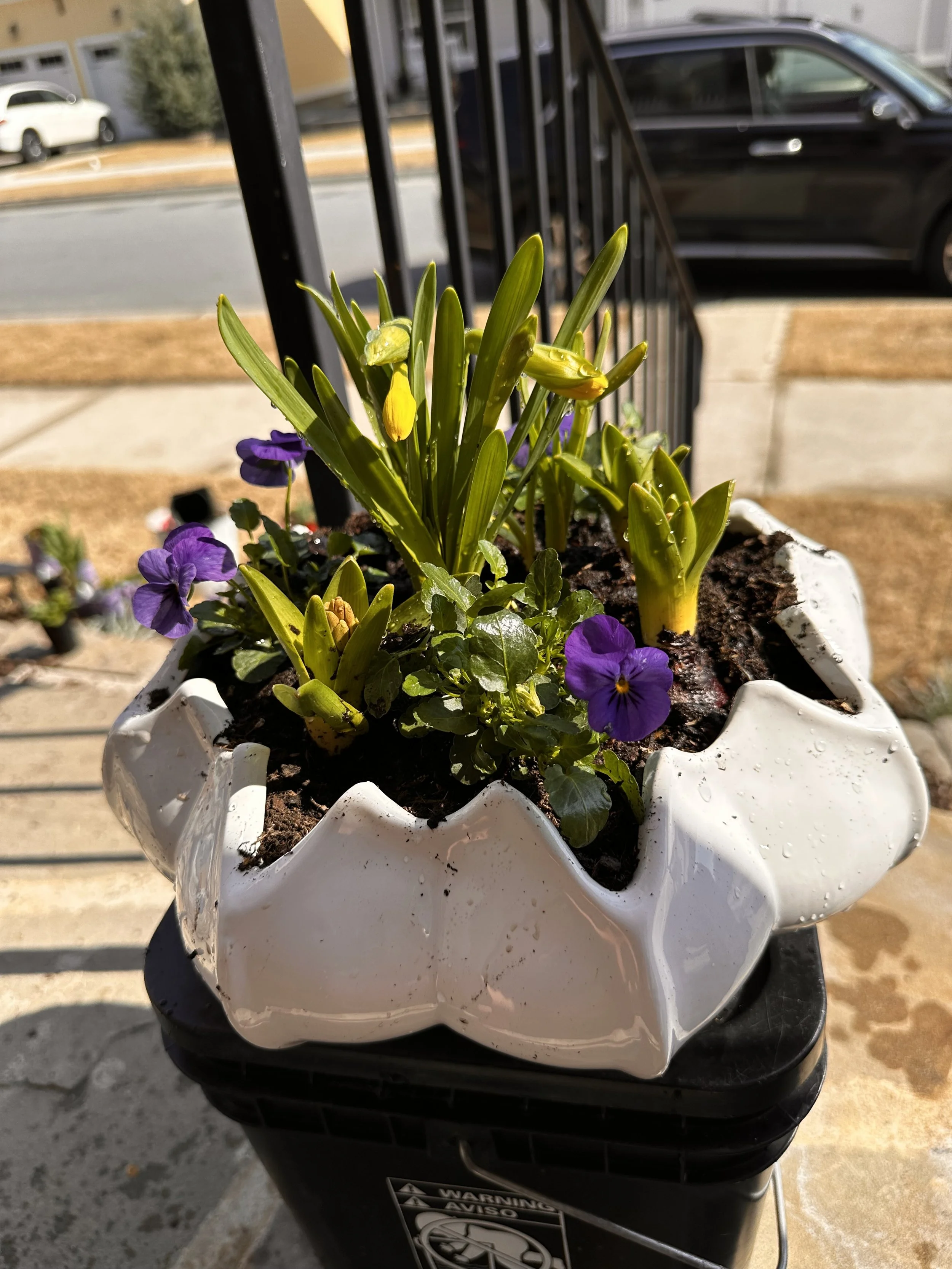 Potted plant with purple and yellow flowers placed on a black surface outdoors.