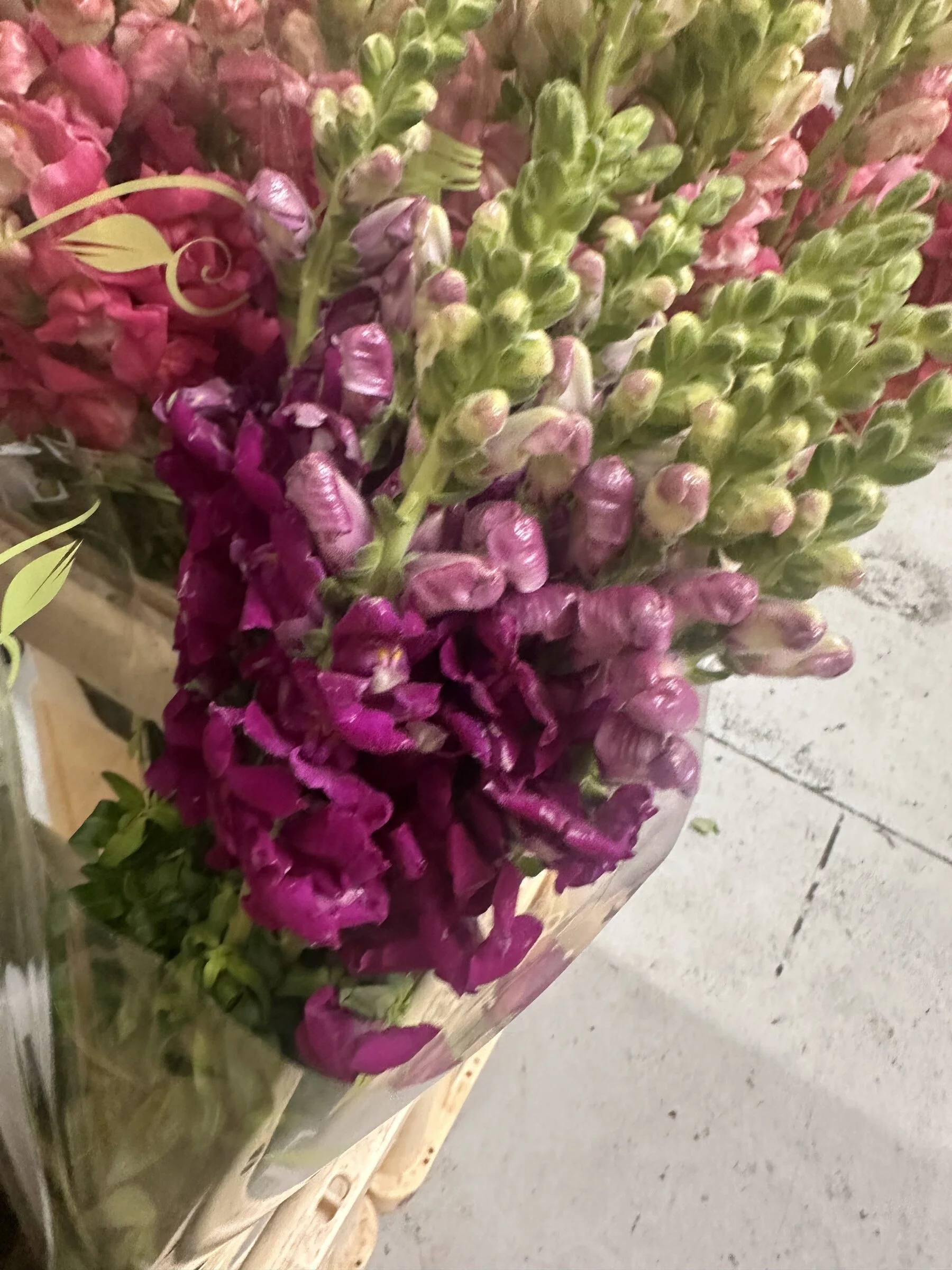 magenta-stock-wholesale-flower-market-apex-florist.jpg