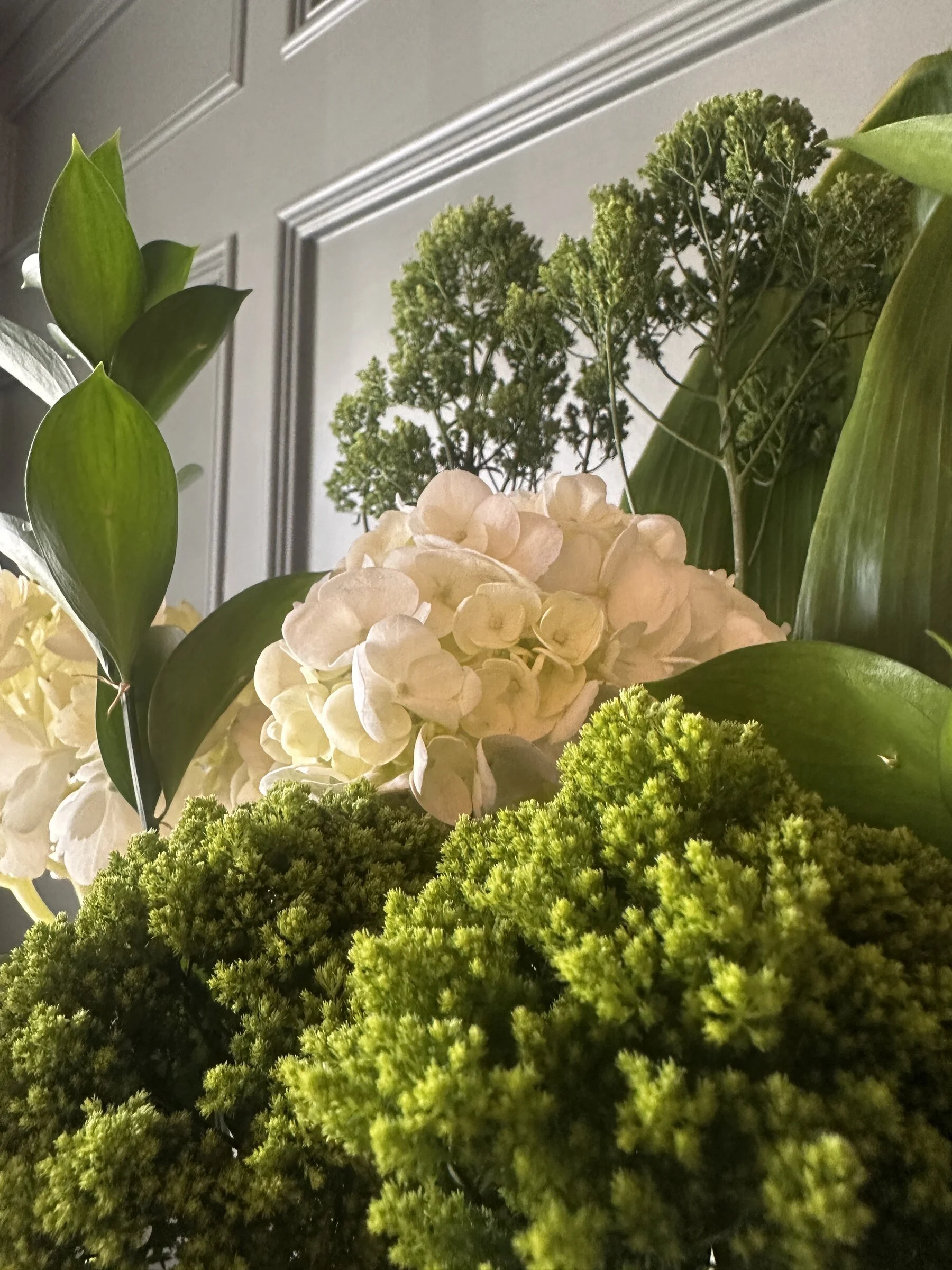 Close-up view of various green plants, including leafy greens, hydrangea flowers, and moss, against a background of a gray wall with decorative molding.