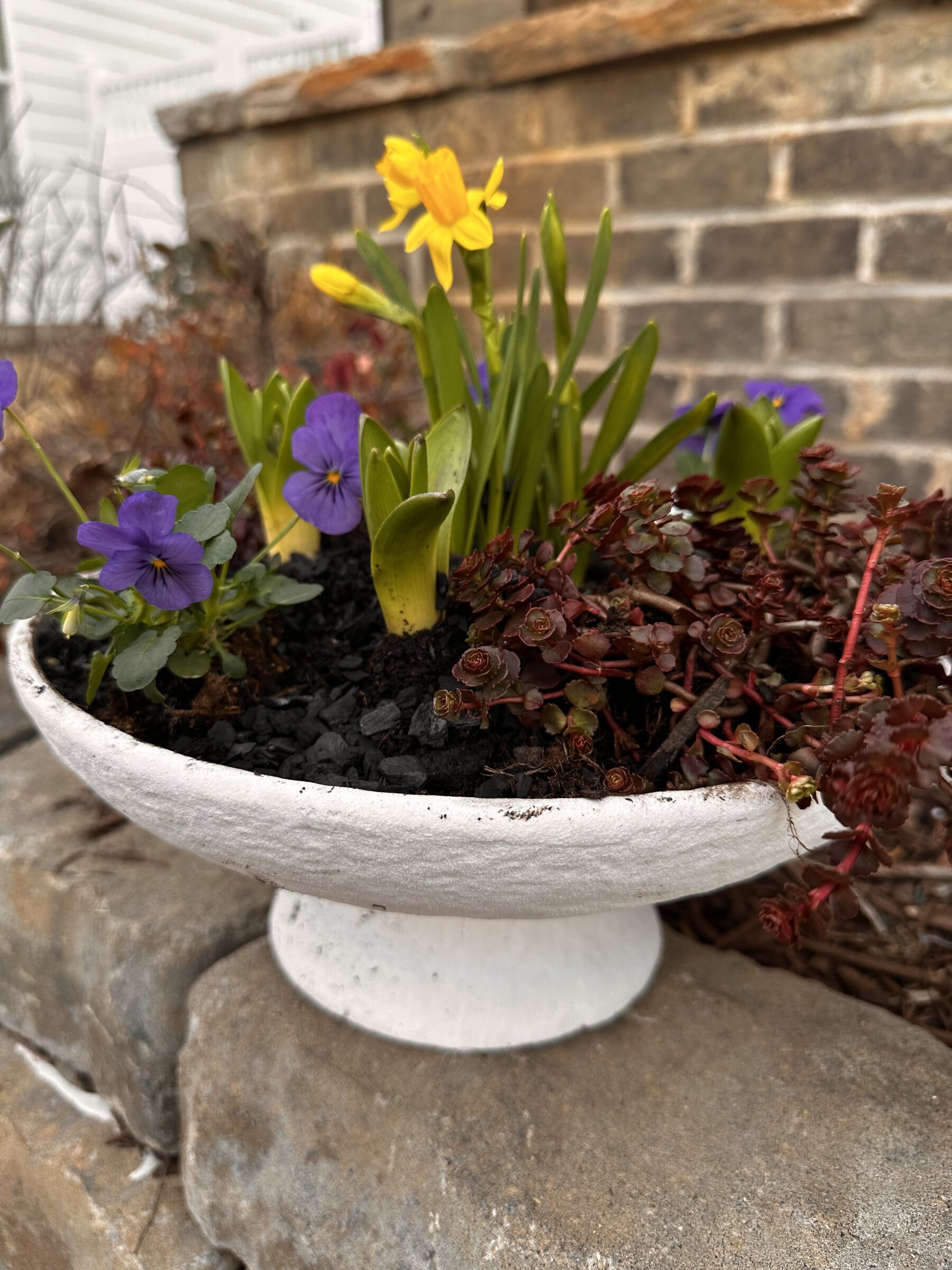 Living centerpiece with pansies, daffadils, red sedum.