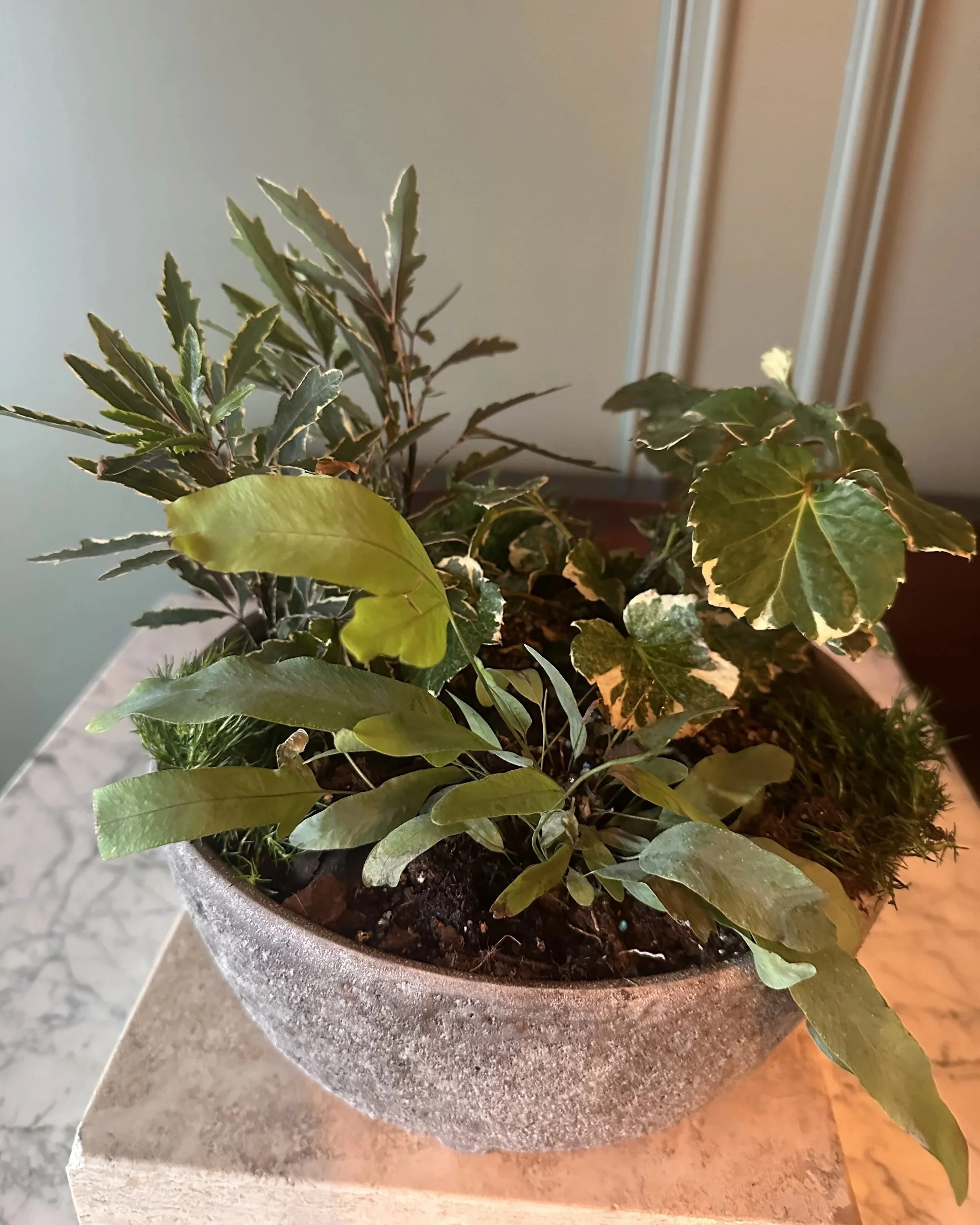 planted-woodland-fern-ivy-moss-centerpiece-triangle-nc.jpg