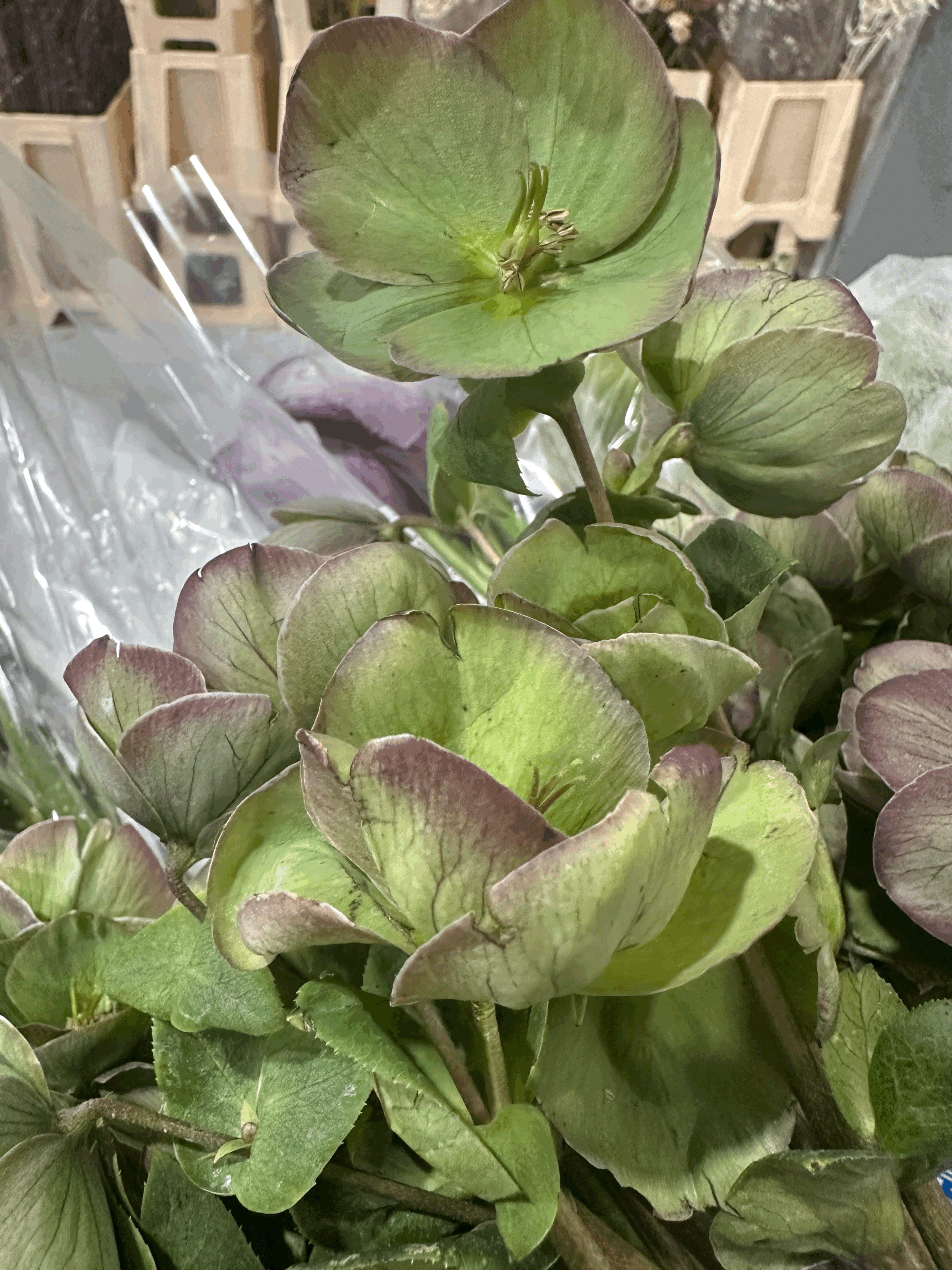 tempImageSAL6wd.gif