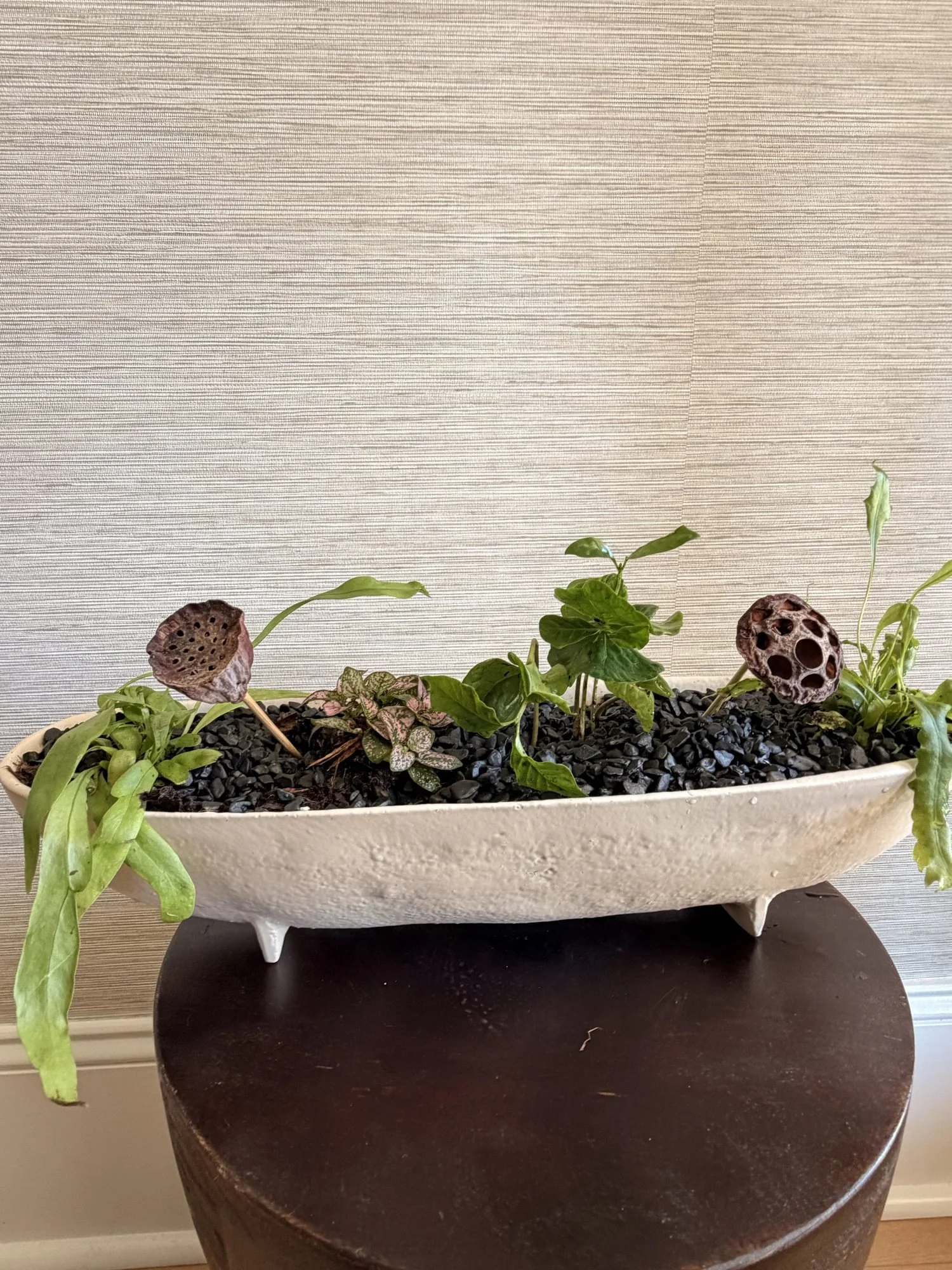 White Footed Boat Staghorn Fern Dish Garden
