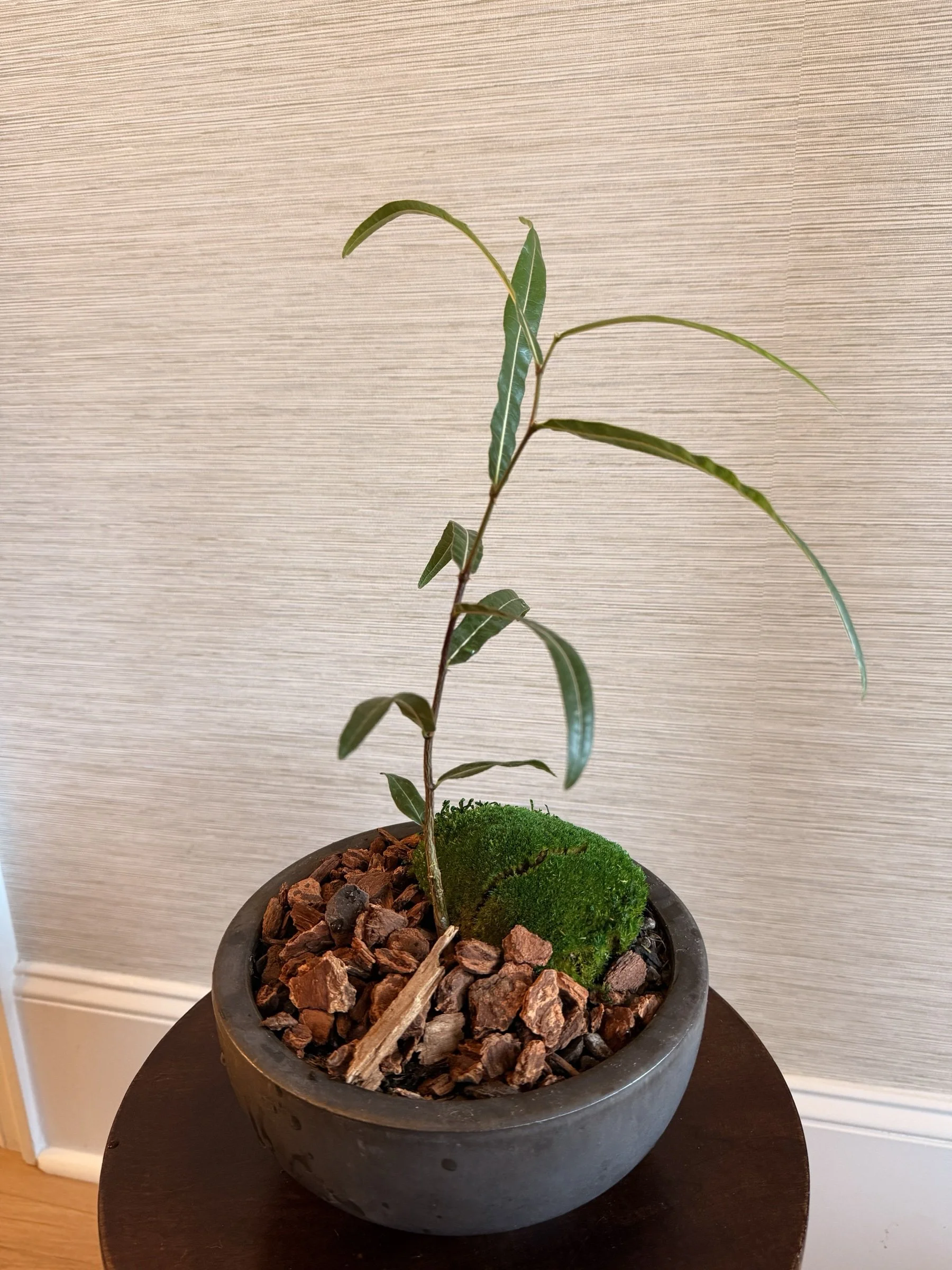 bottletreemosscharcoalbowlapexfloristv2.jpg