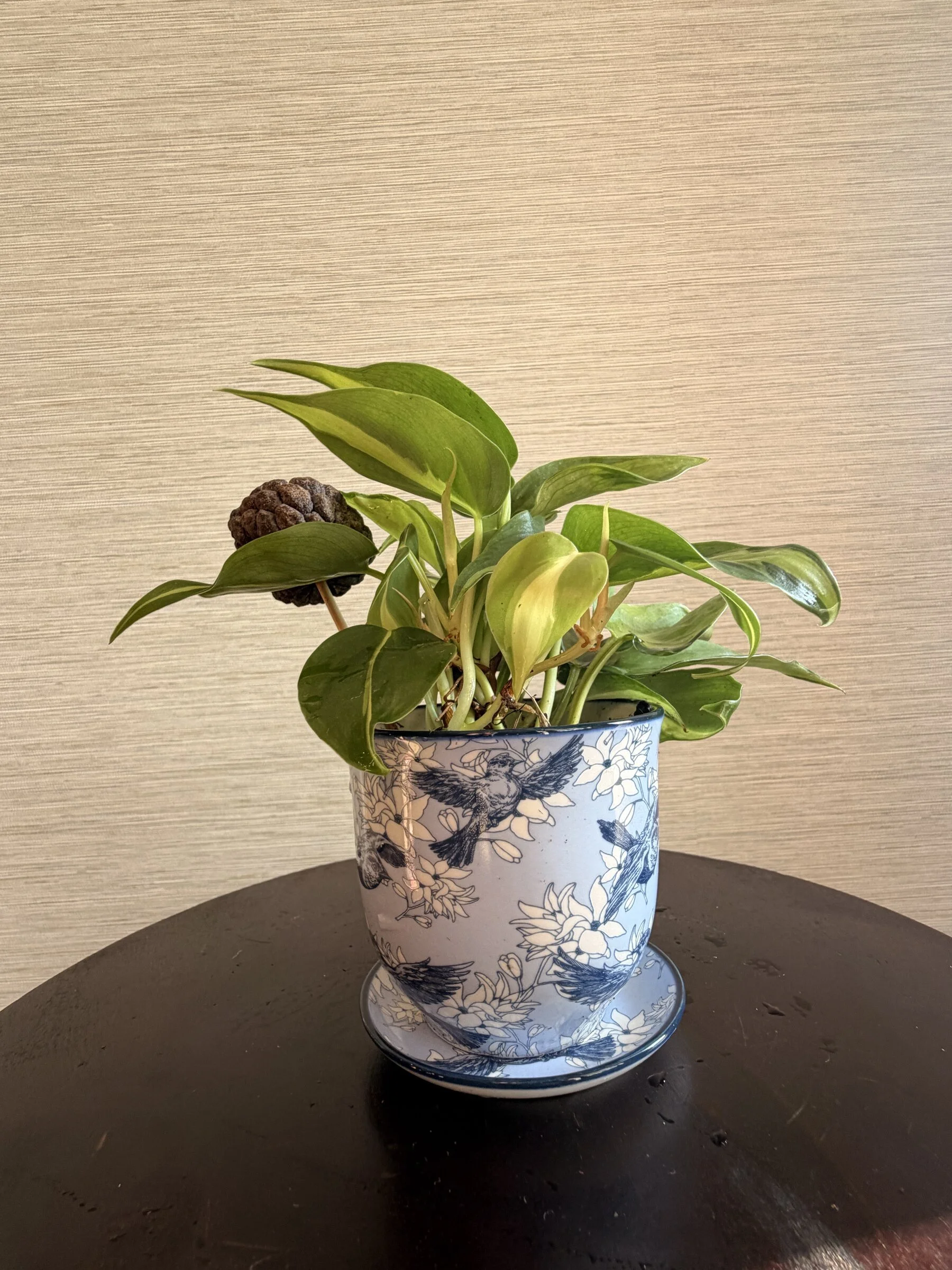 goldenpothosbluefloralplantercaryflorist.jpg
